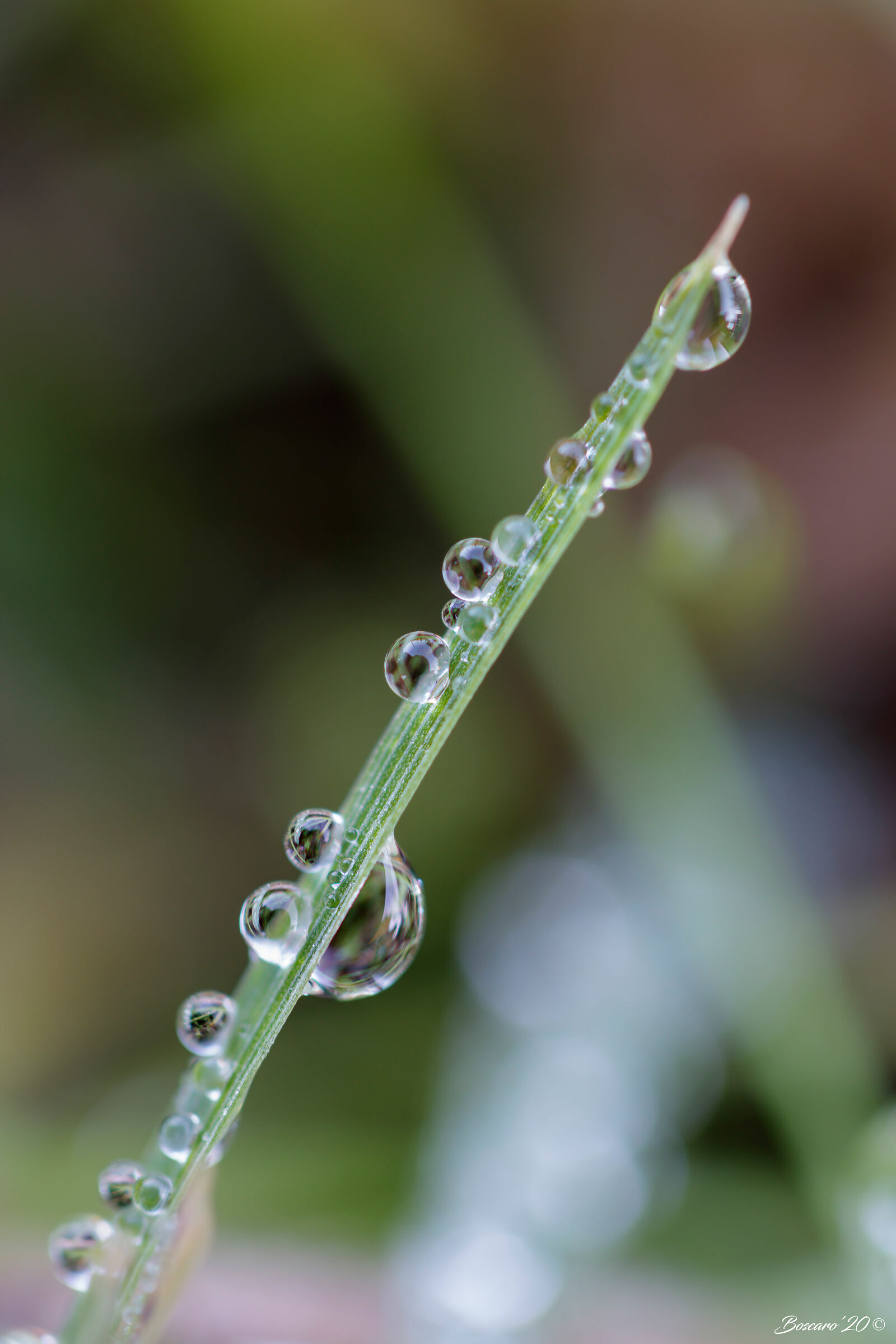 Dew on herb wire 2