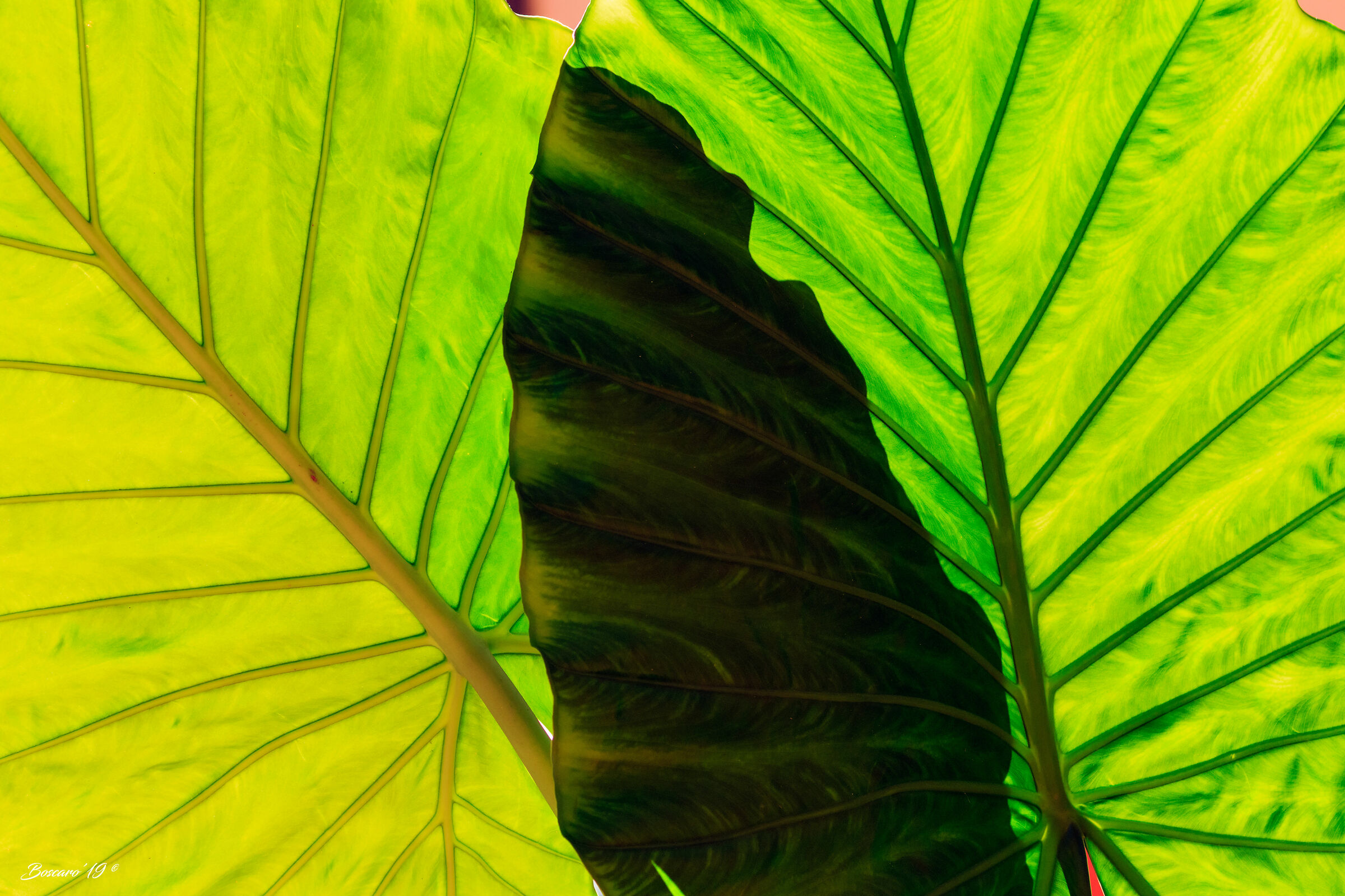 The sun behind the leaves