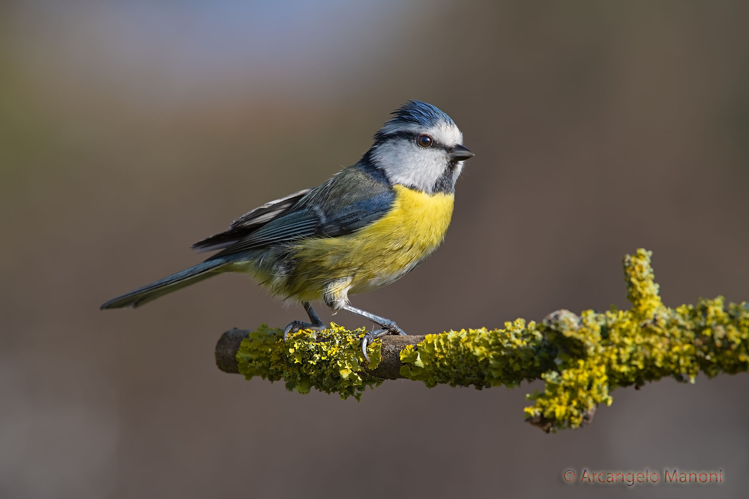 cinciarella senza ombrello dopo la pioggia