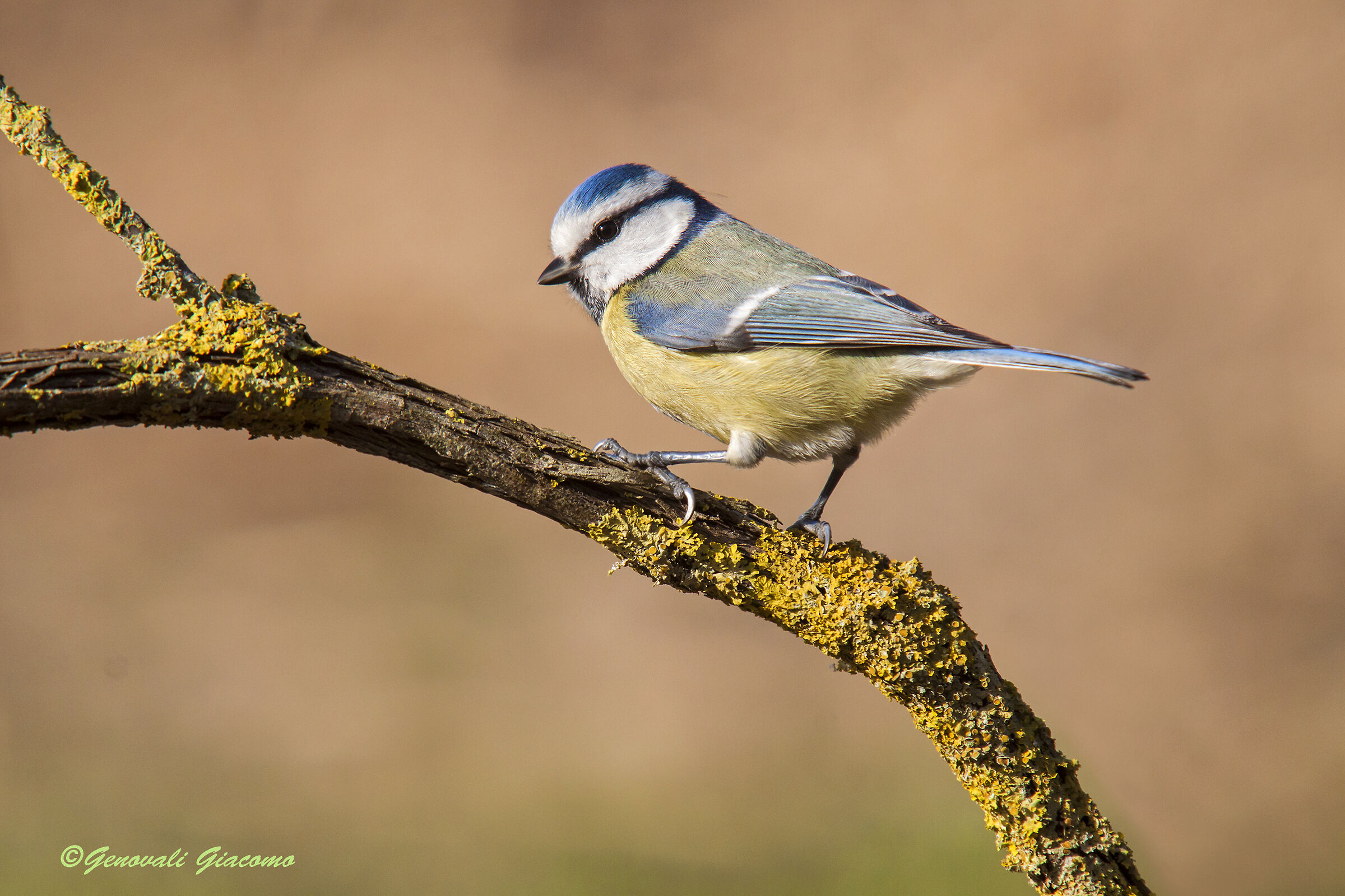 the first of our shed