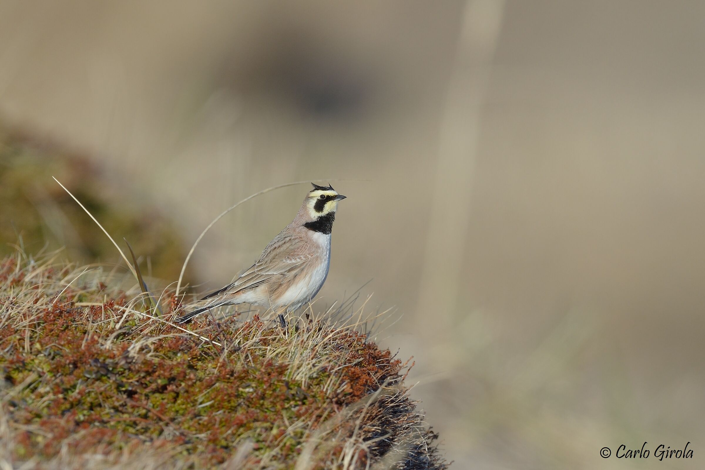 Yellow throat ladle (Eremophila alpestris)