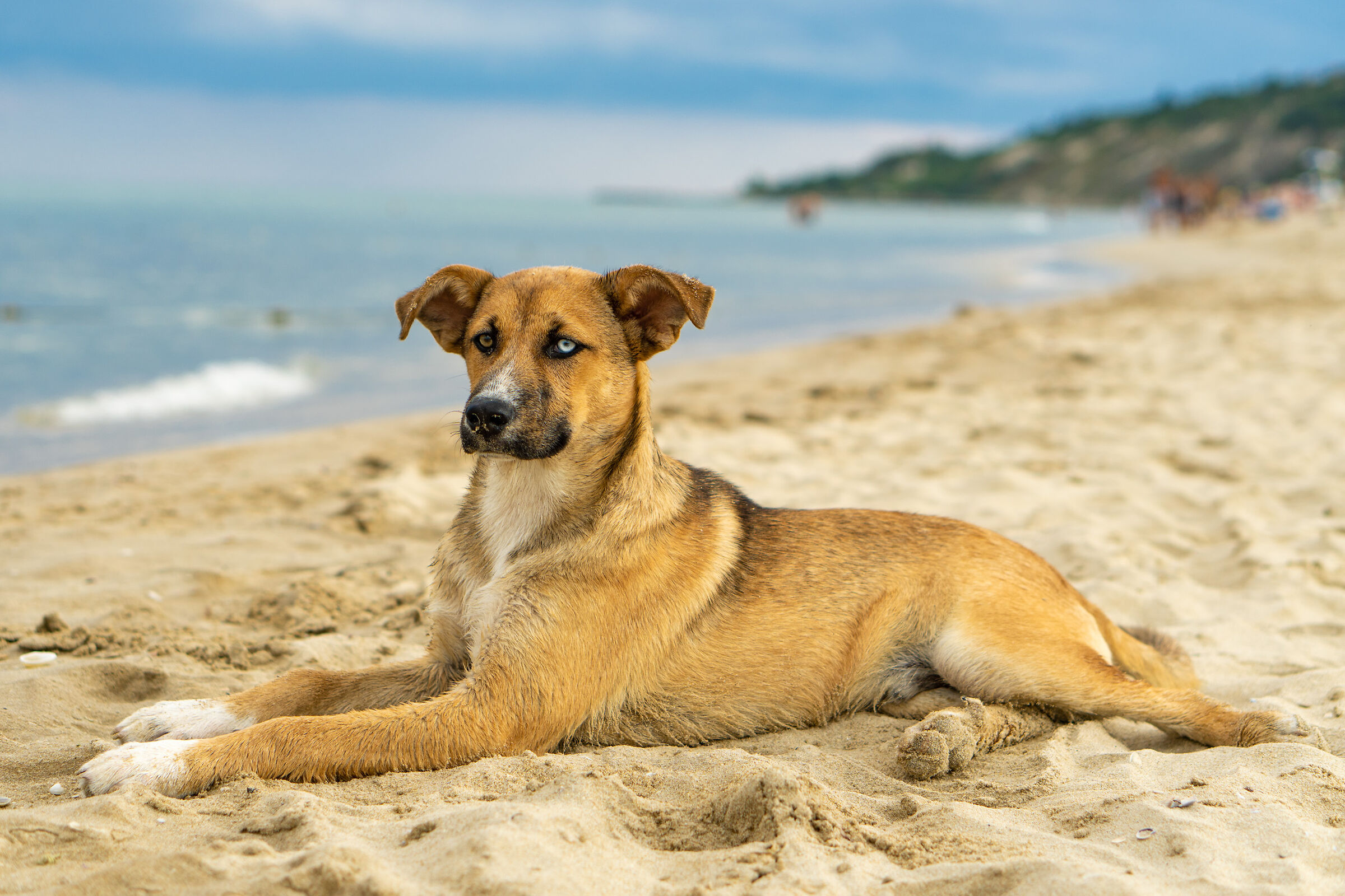 The beach guardian