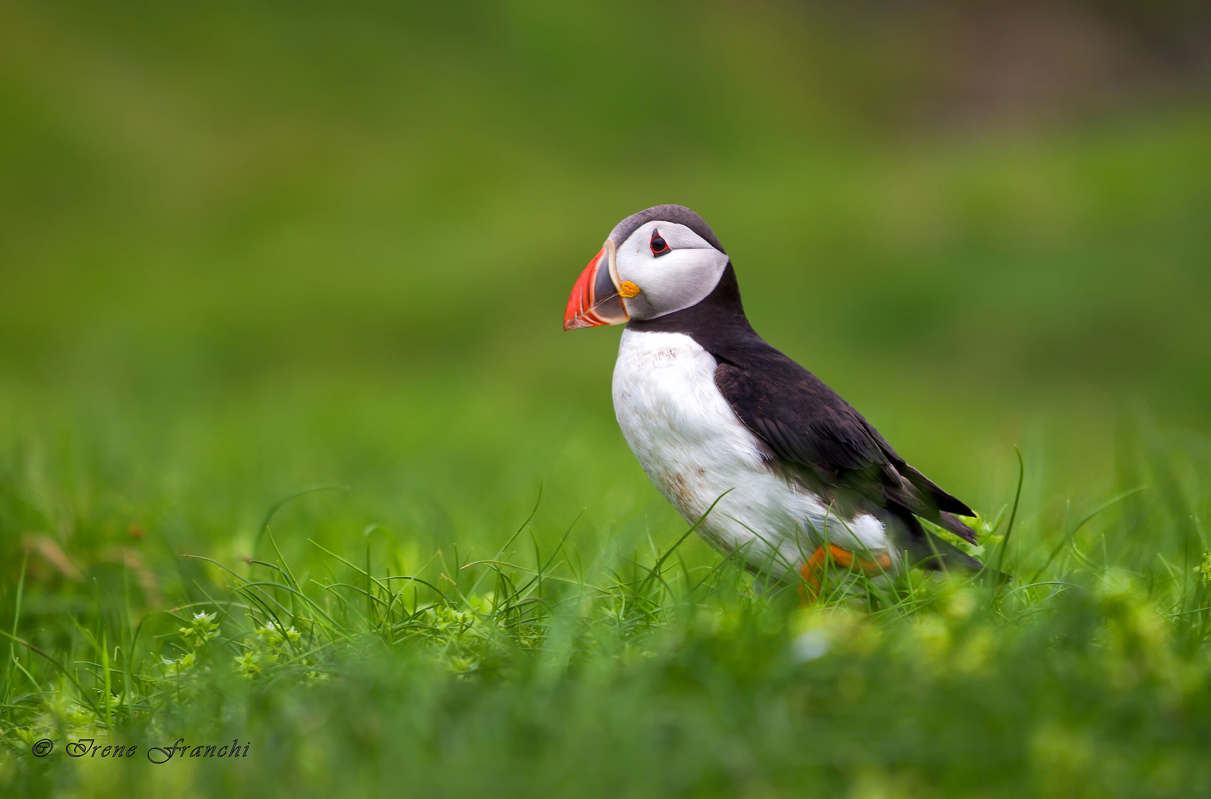 Puffin