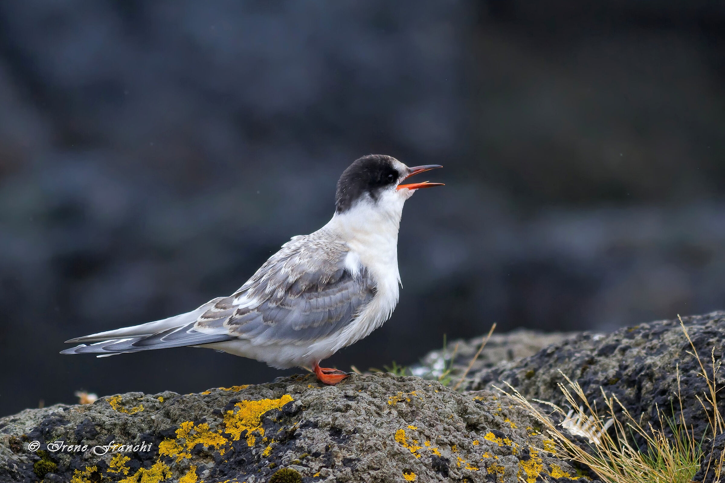 piccolo di sterna in attesa