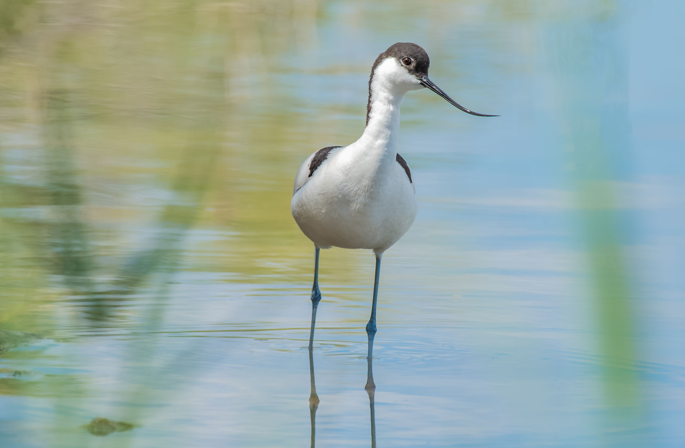 The Common Avocetta (Recurvirostra avosetta Linnaeus, 175