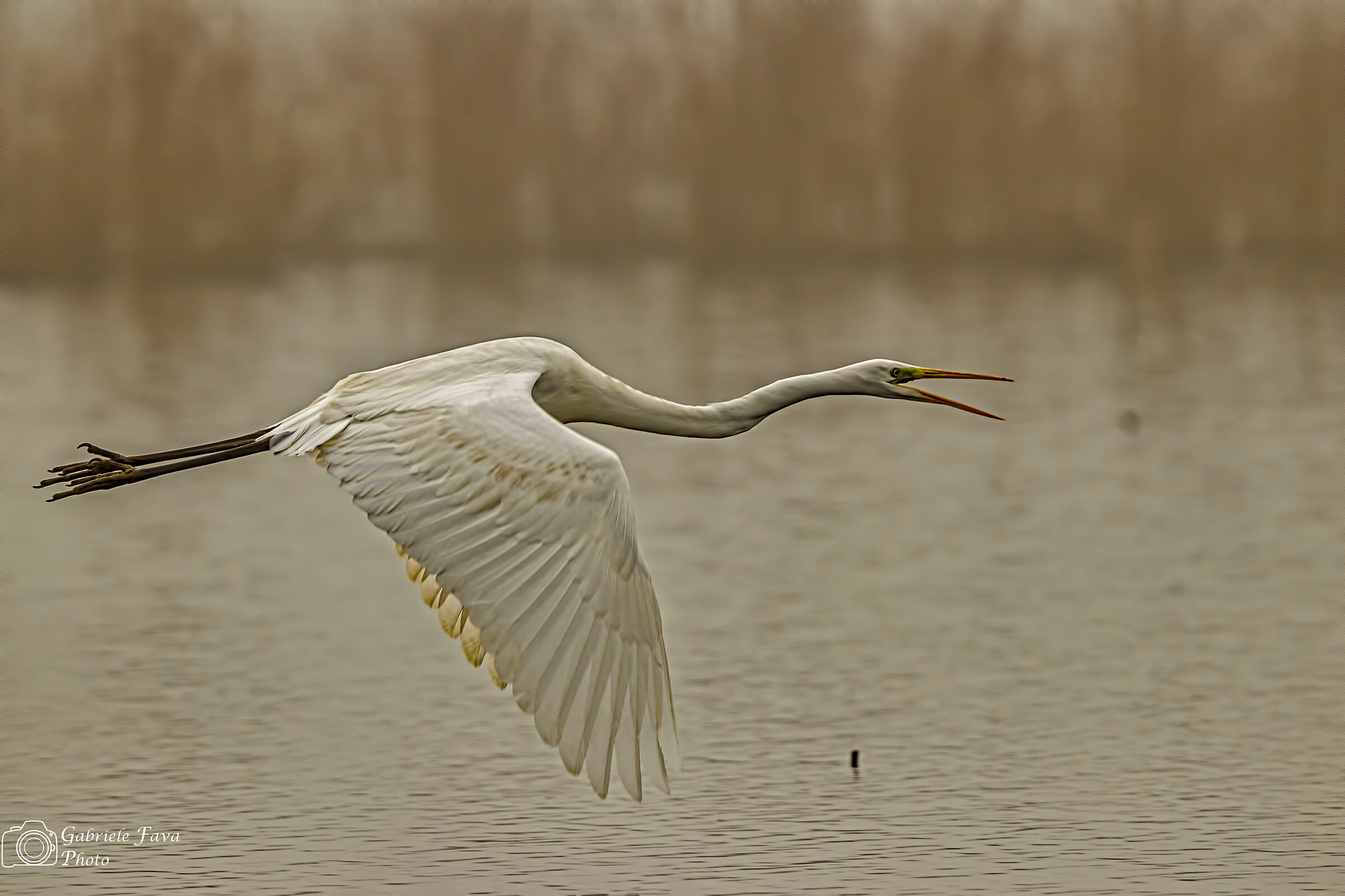 Airone Bianco Maggiore