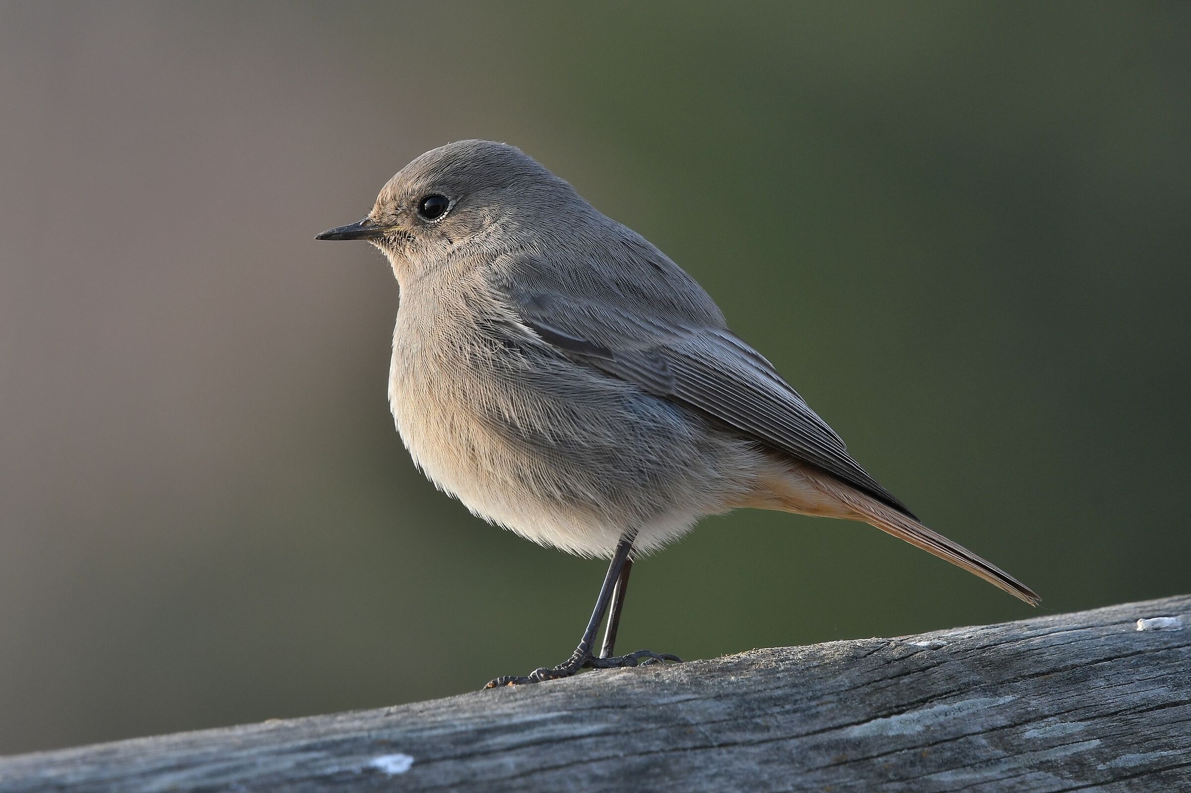 Phoenicurus ochruros