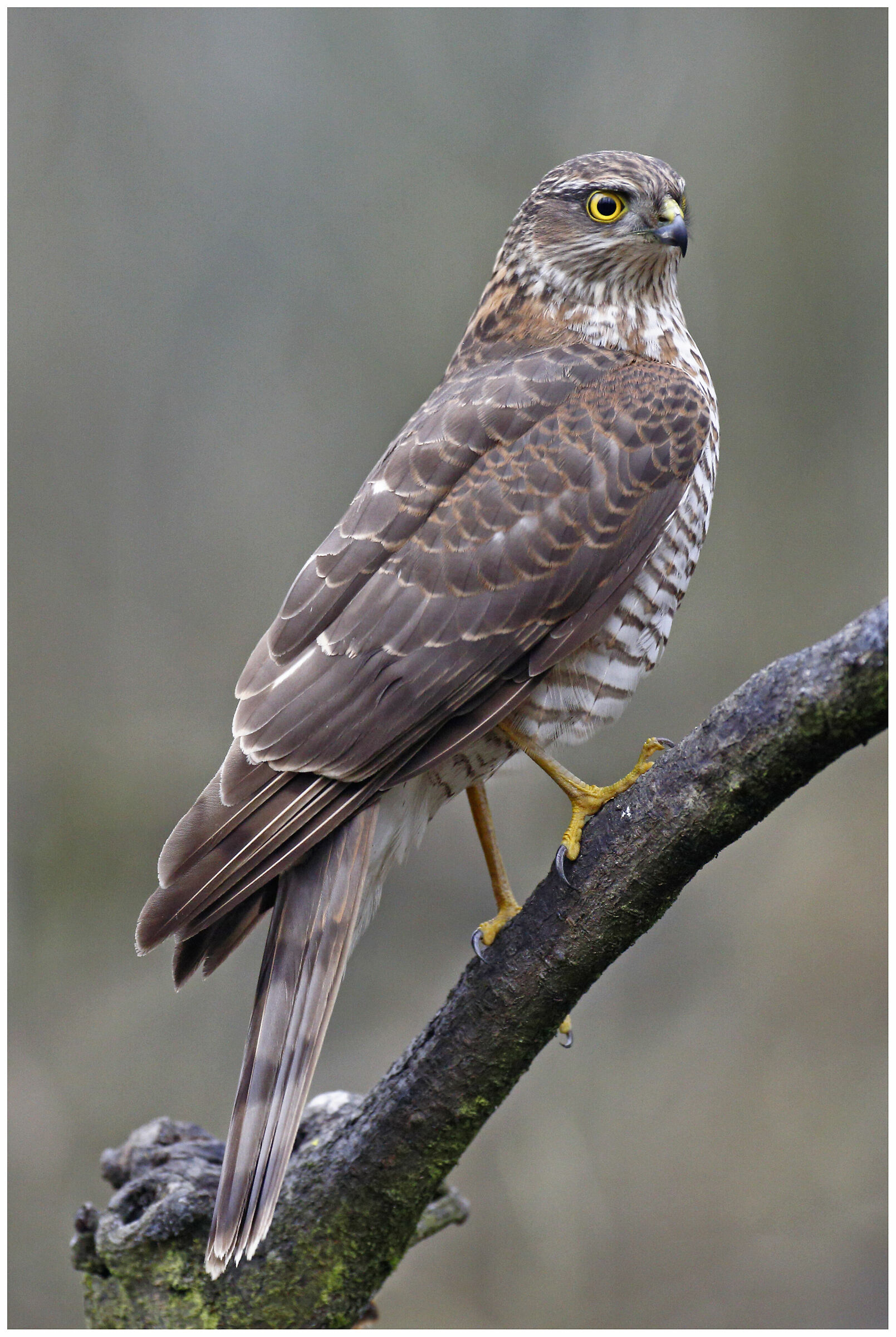 Sparviero - Dopo una incursione andata a vuoto
