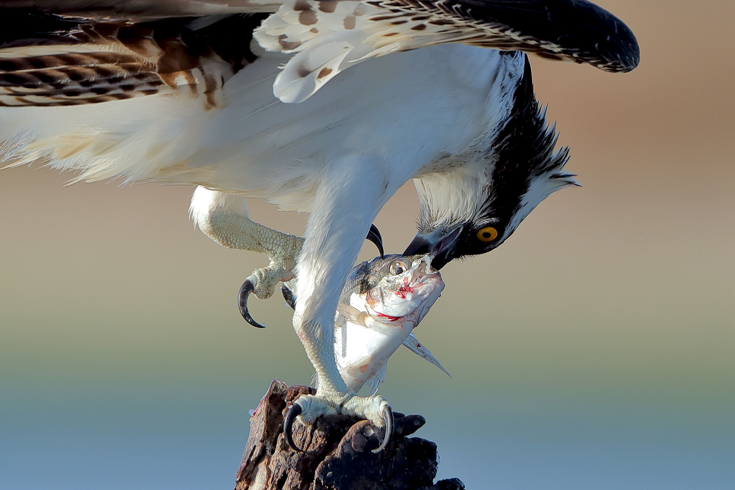 Il pescatore e l'orata