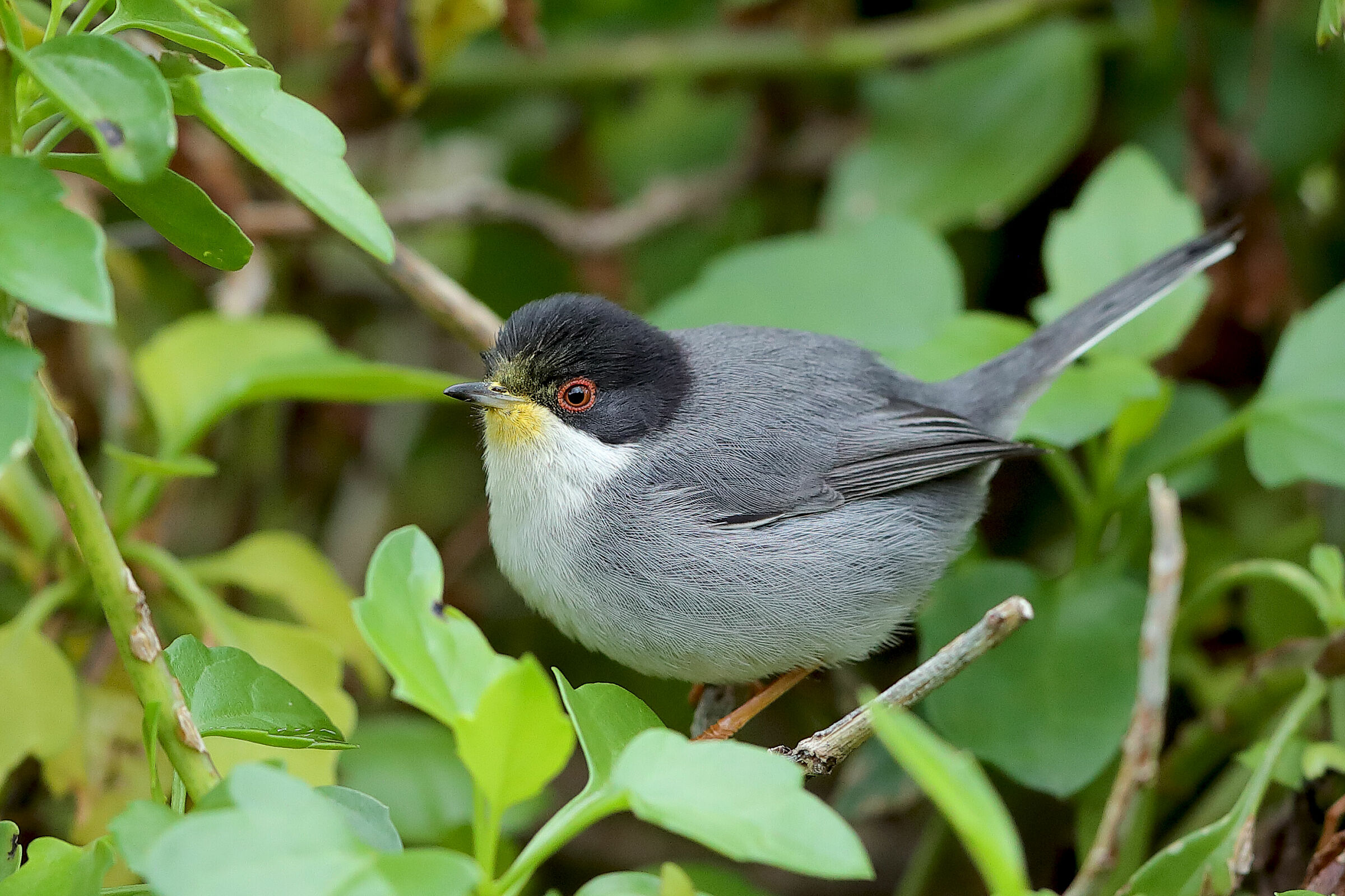 Occhiocotto con nettare