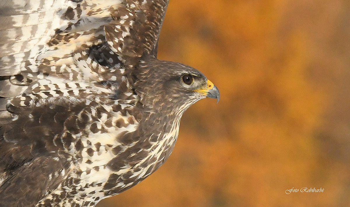 Poiana in the foreground...