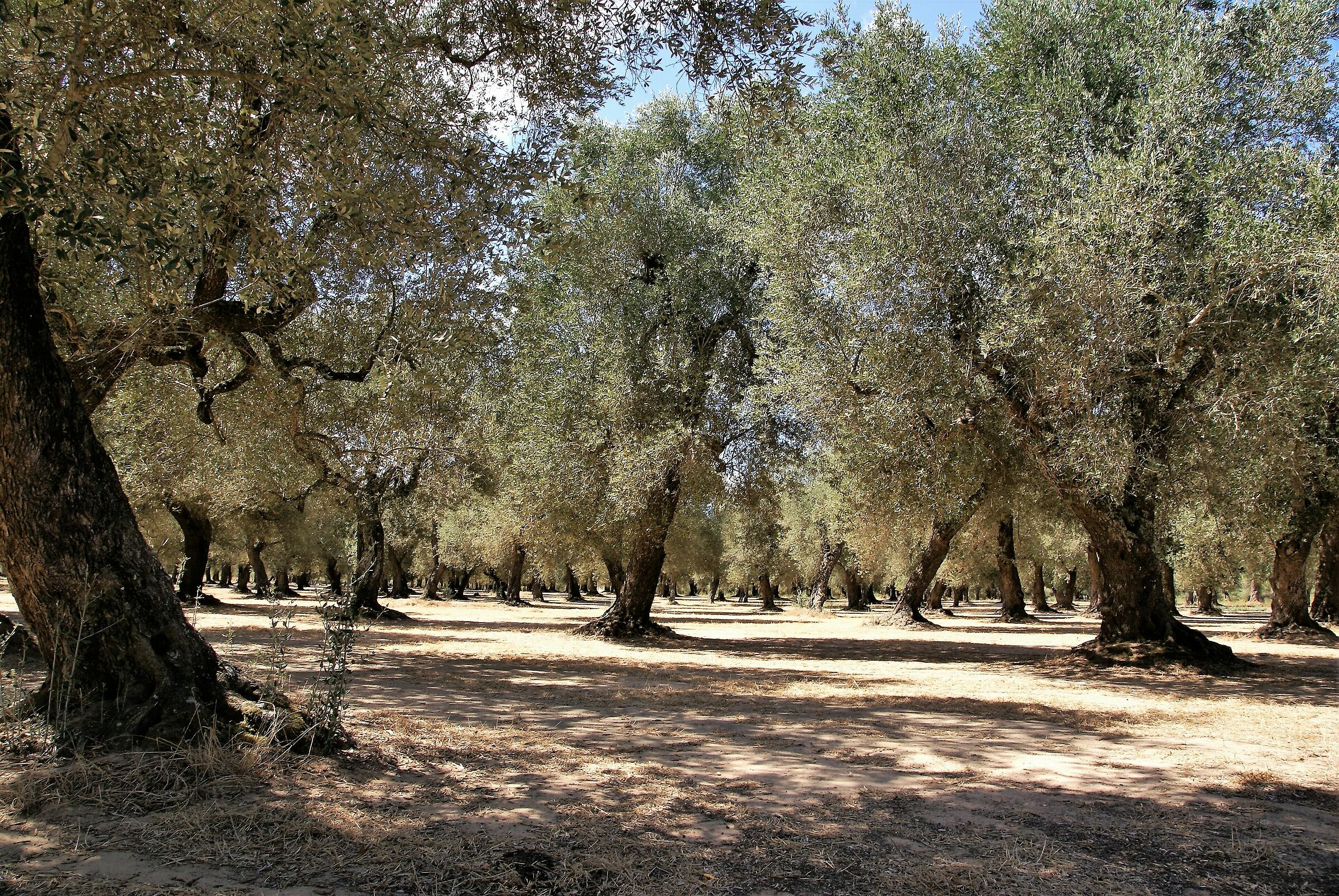 Salvataggio, in Puglia
