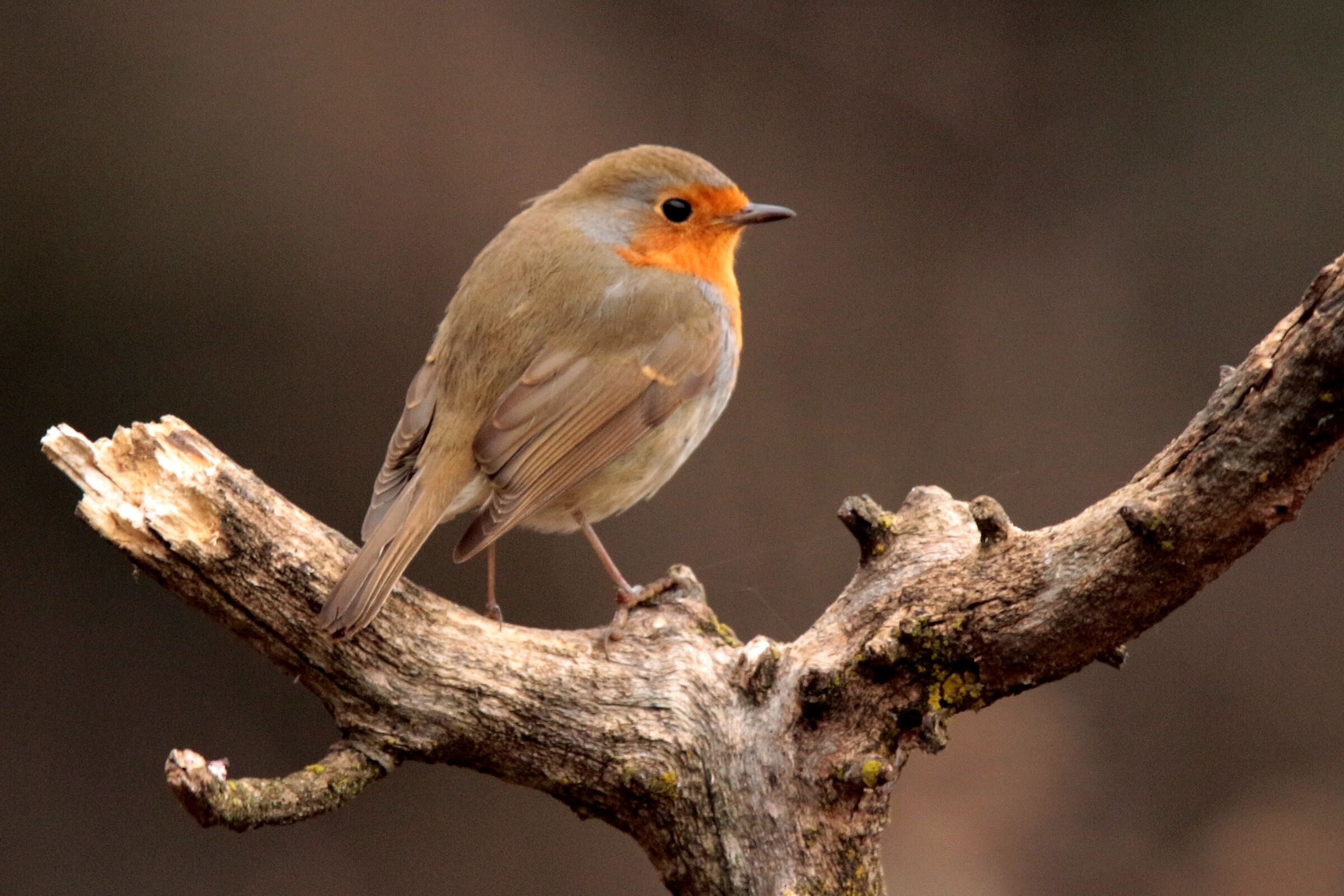 the little robin on the perch