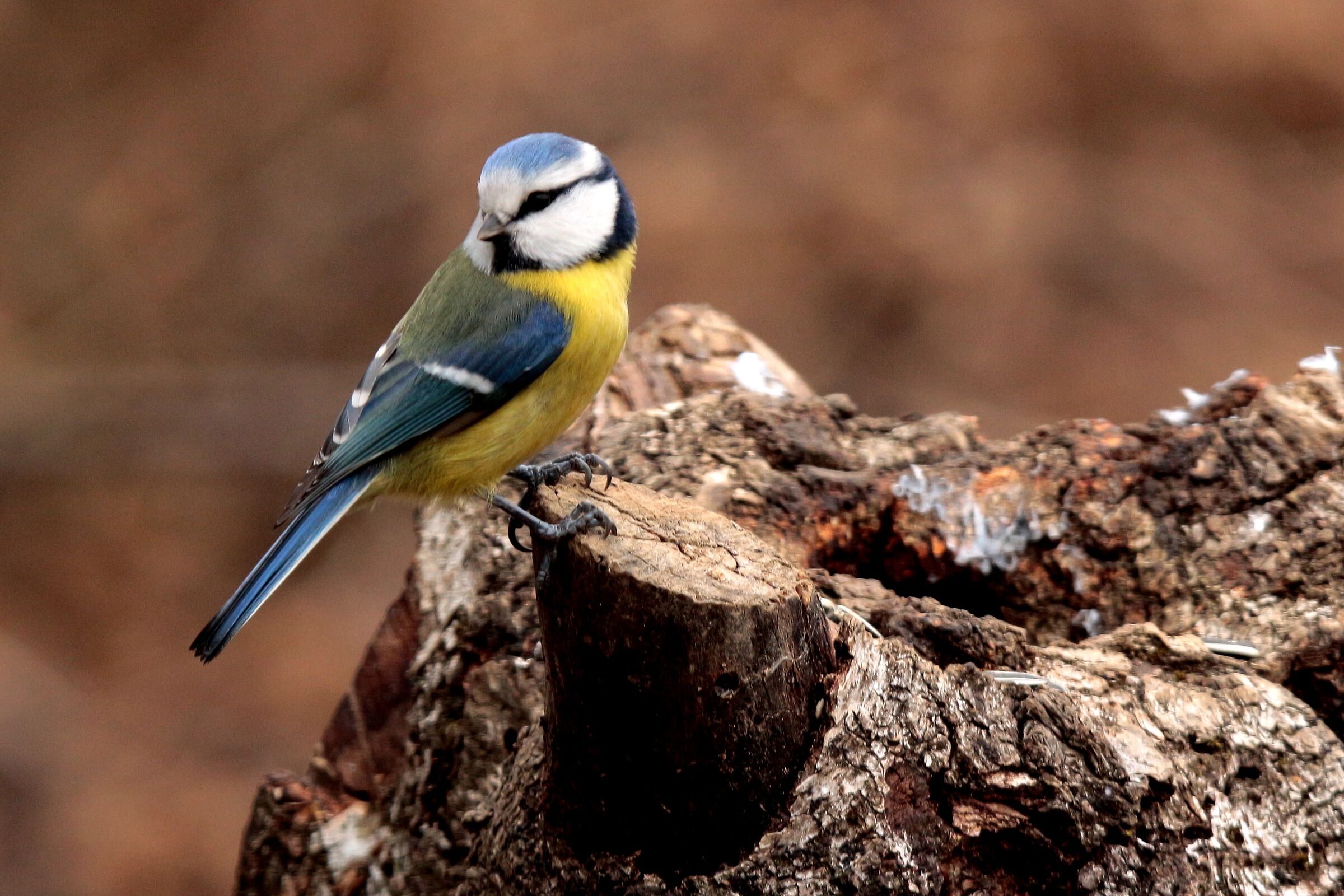 the elegant cyniccelegra