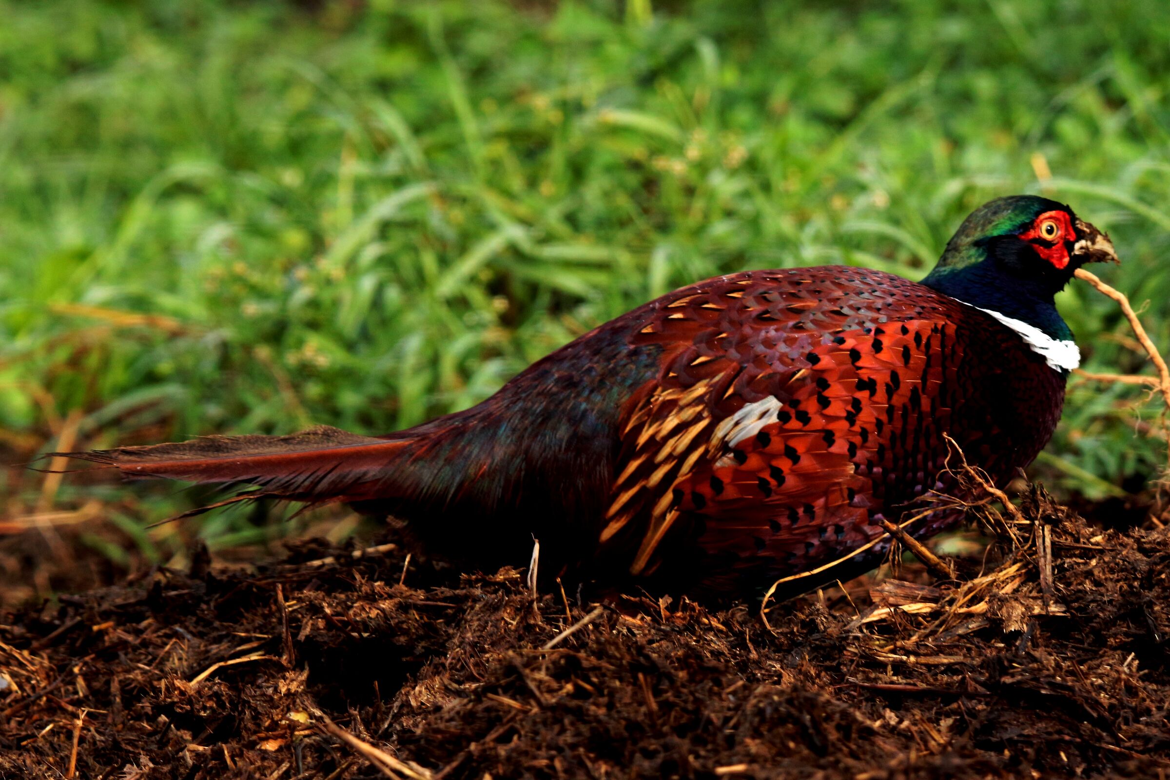 the male pheasant