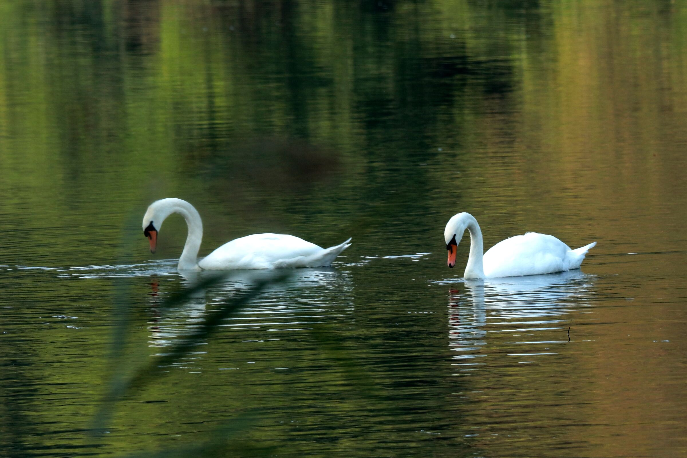 Synchronised swimming