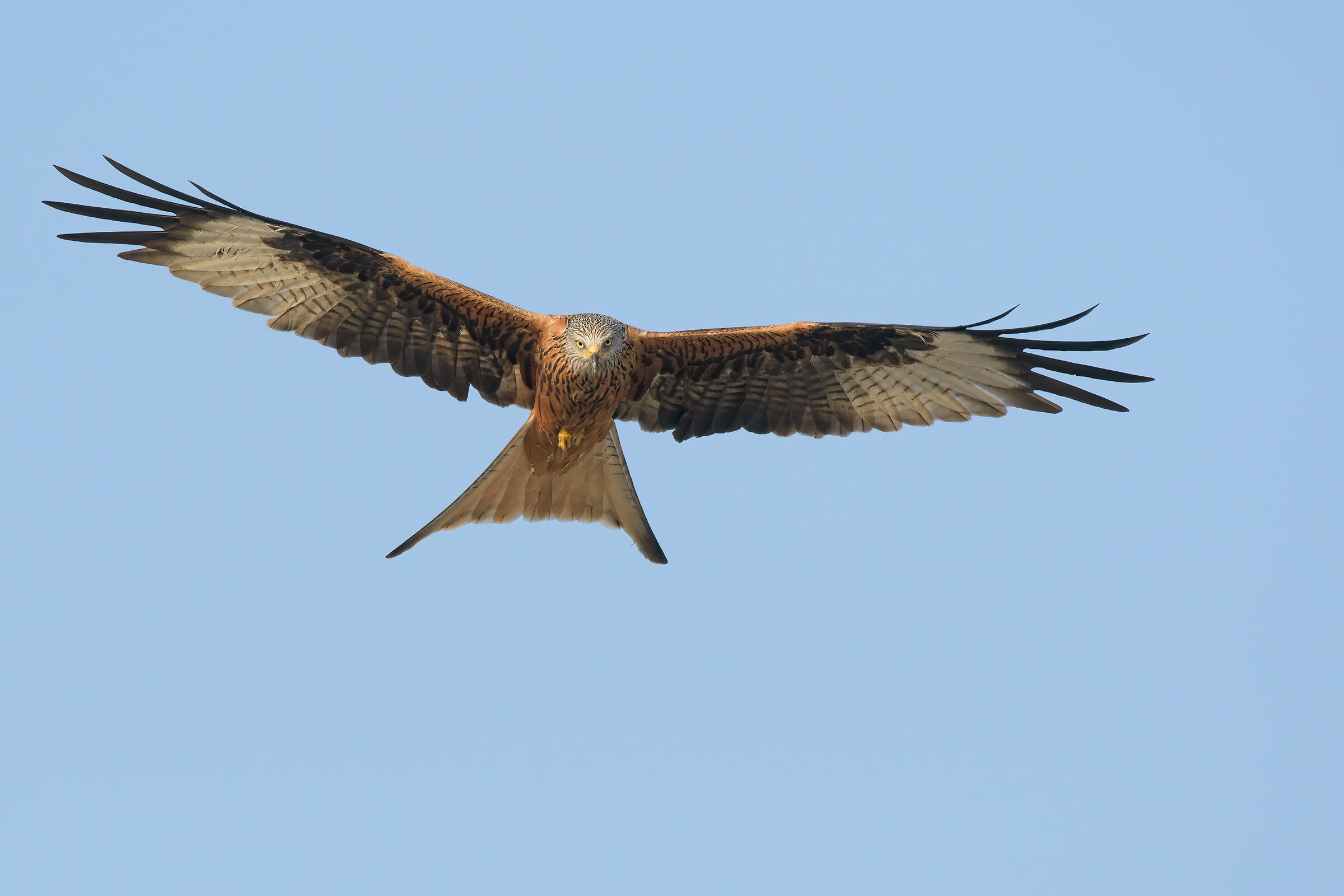 Royal Kit (Milvus milvus) Fight in the skies