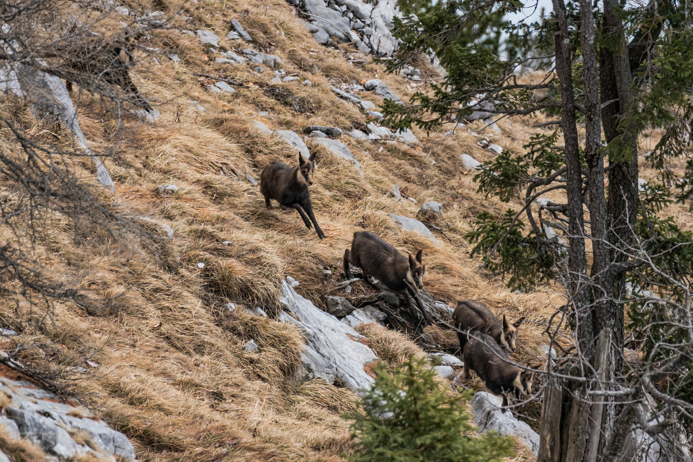 Small Chamois Runners 2