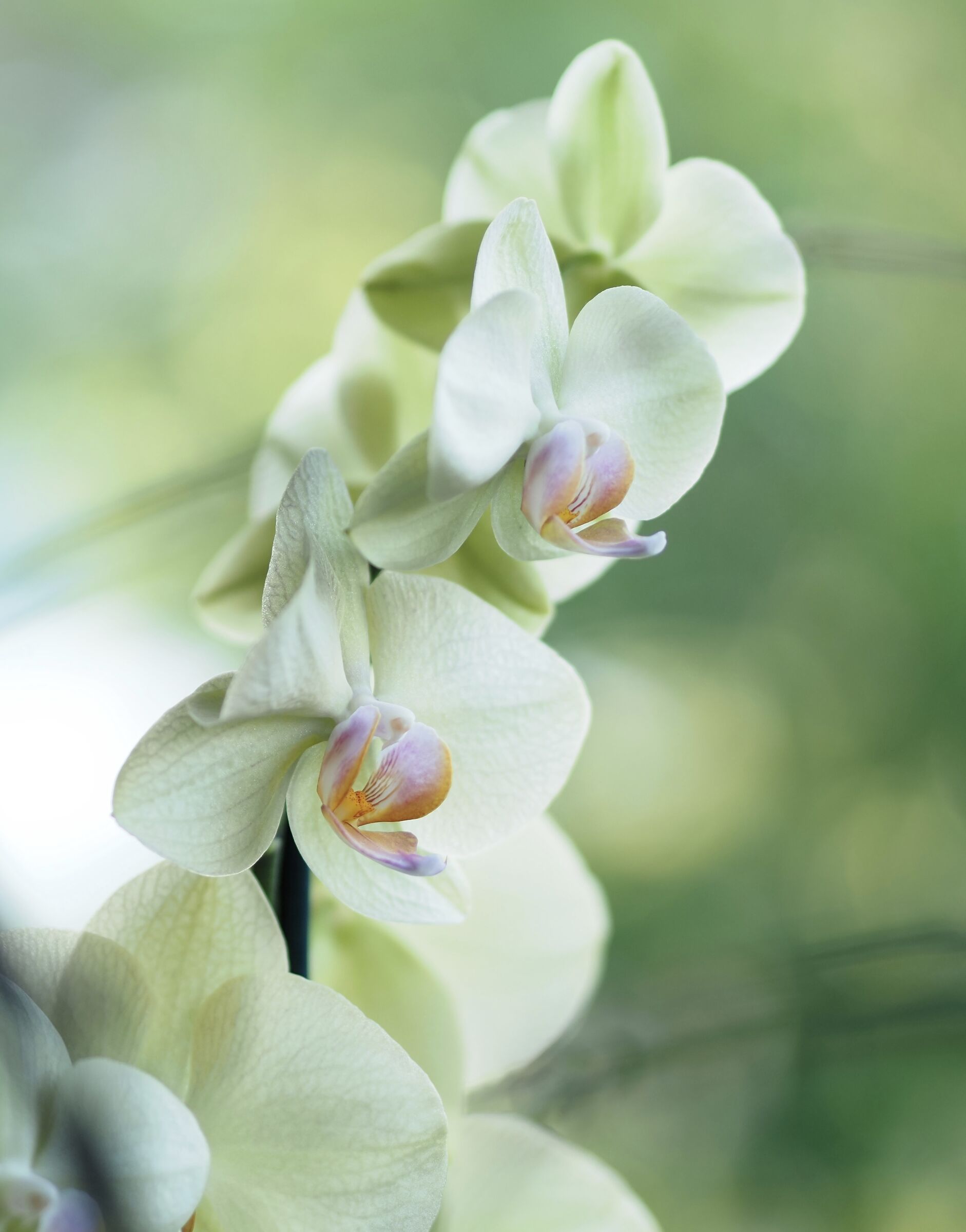Orchidee