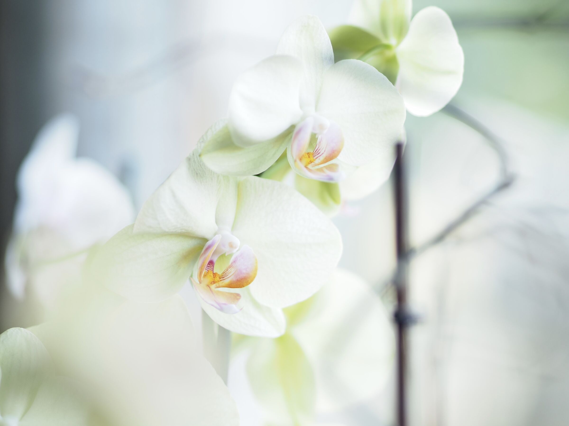 Orchids II