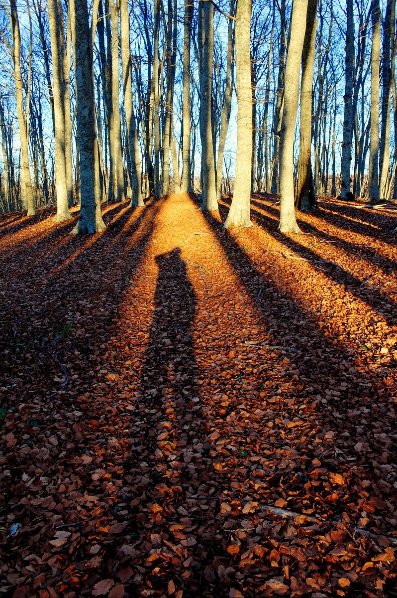 Shadows in the trees
