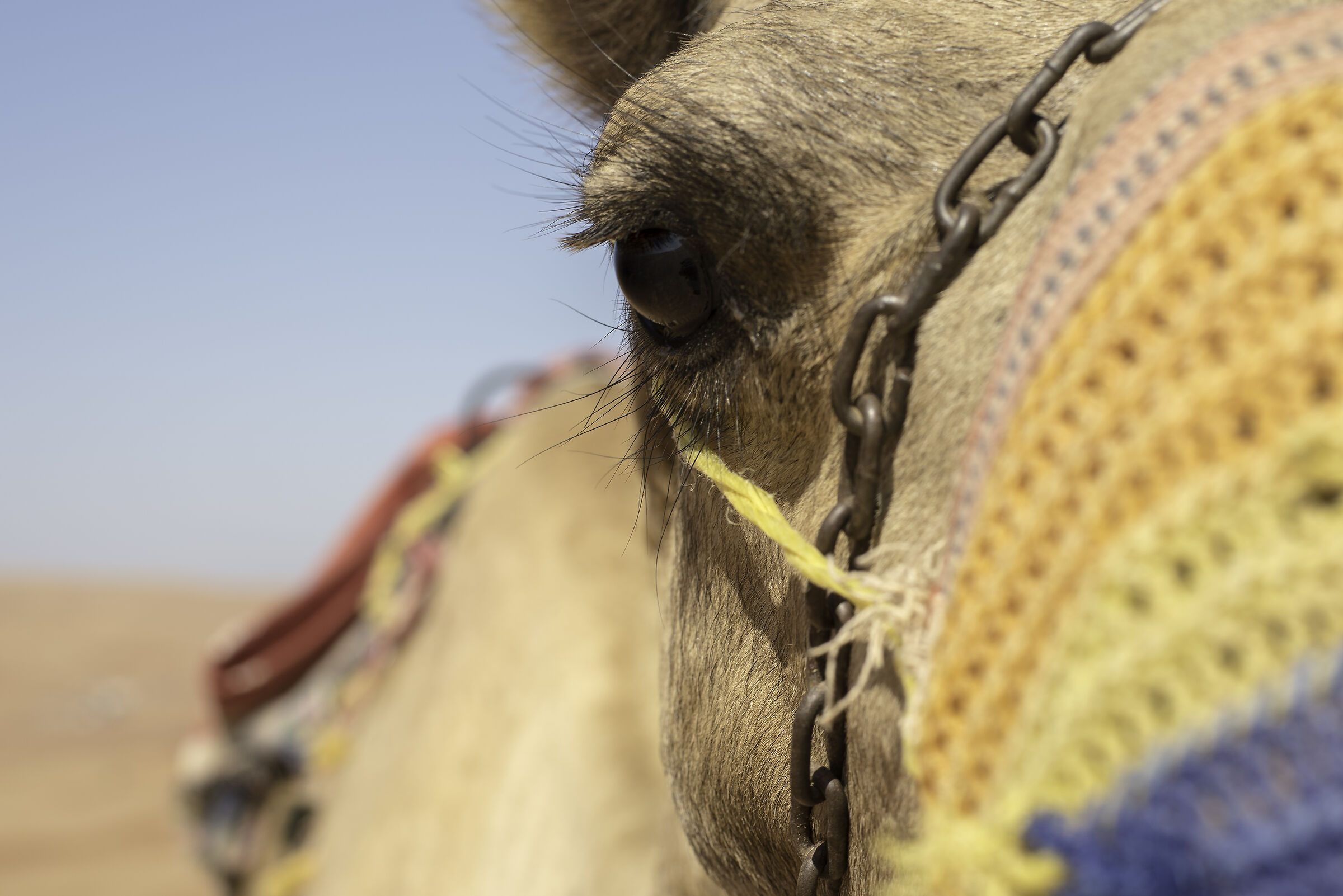 The Eye of the Desert