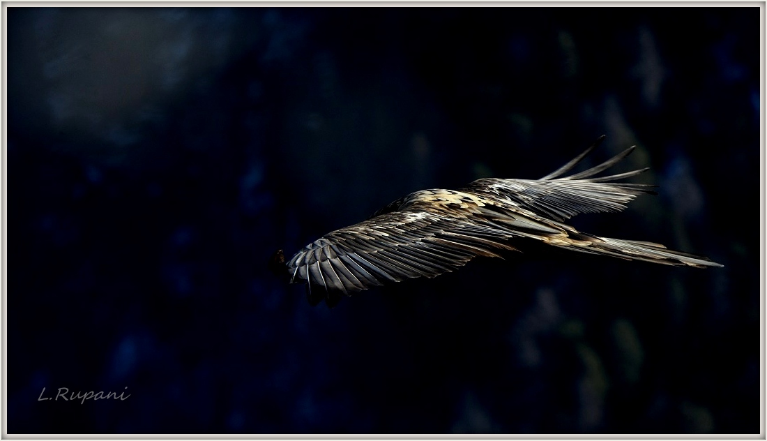 La livrea del Gipeto