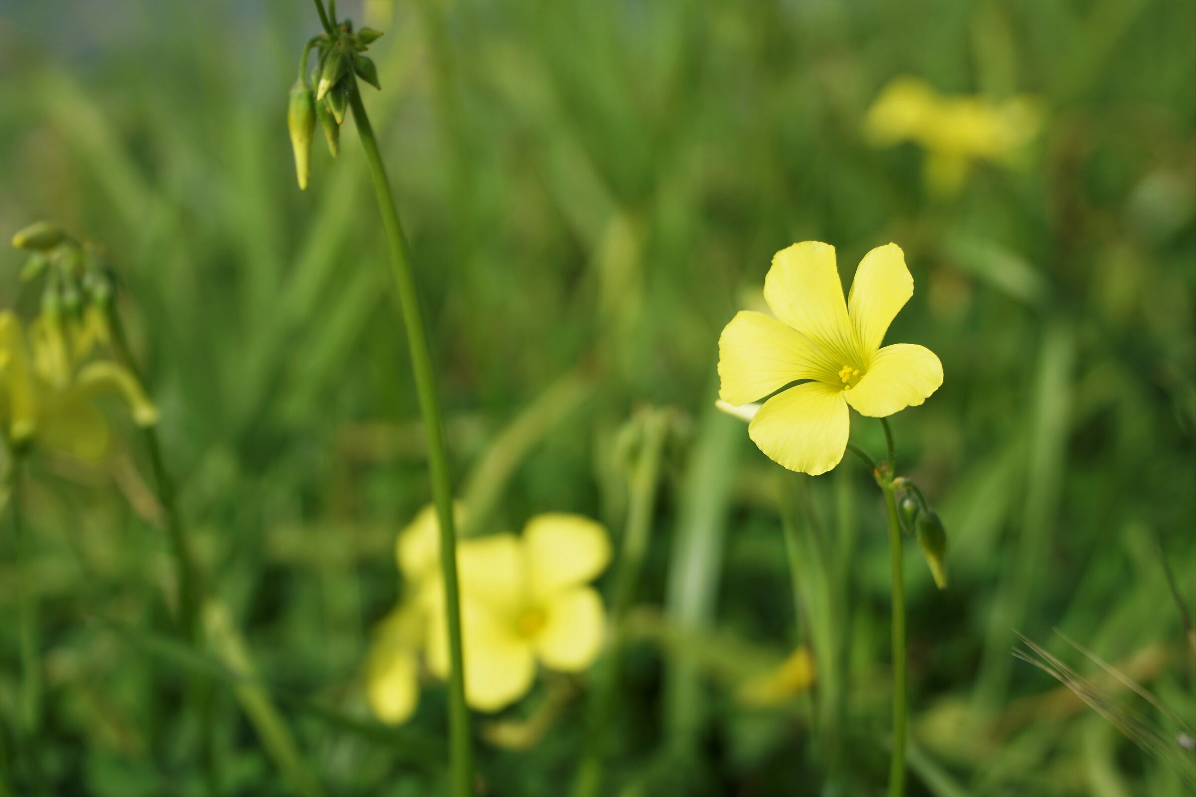 Yellow surrounded by greenery