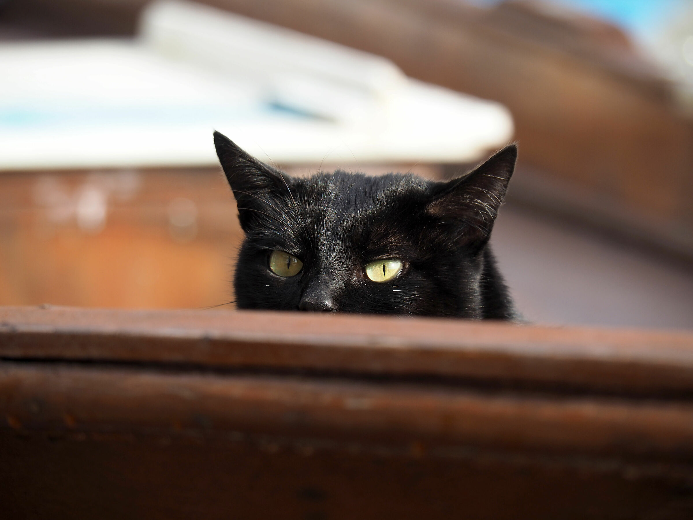 Gatto dentro una barca