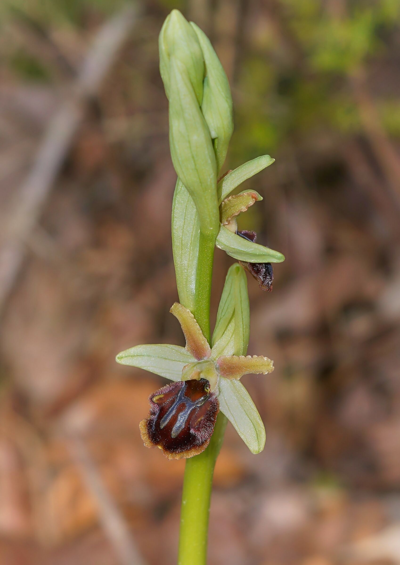 The first of the year....