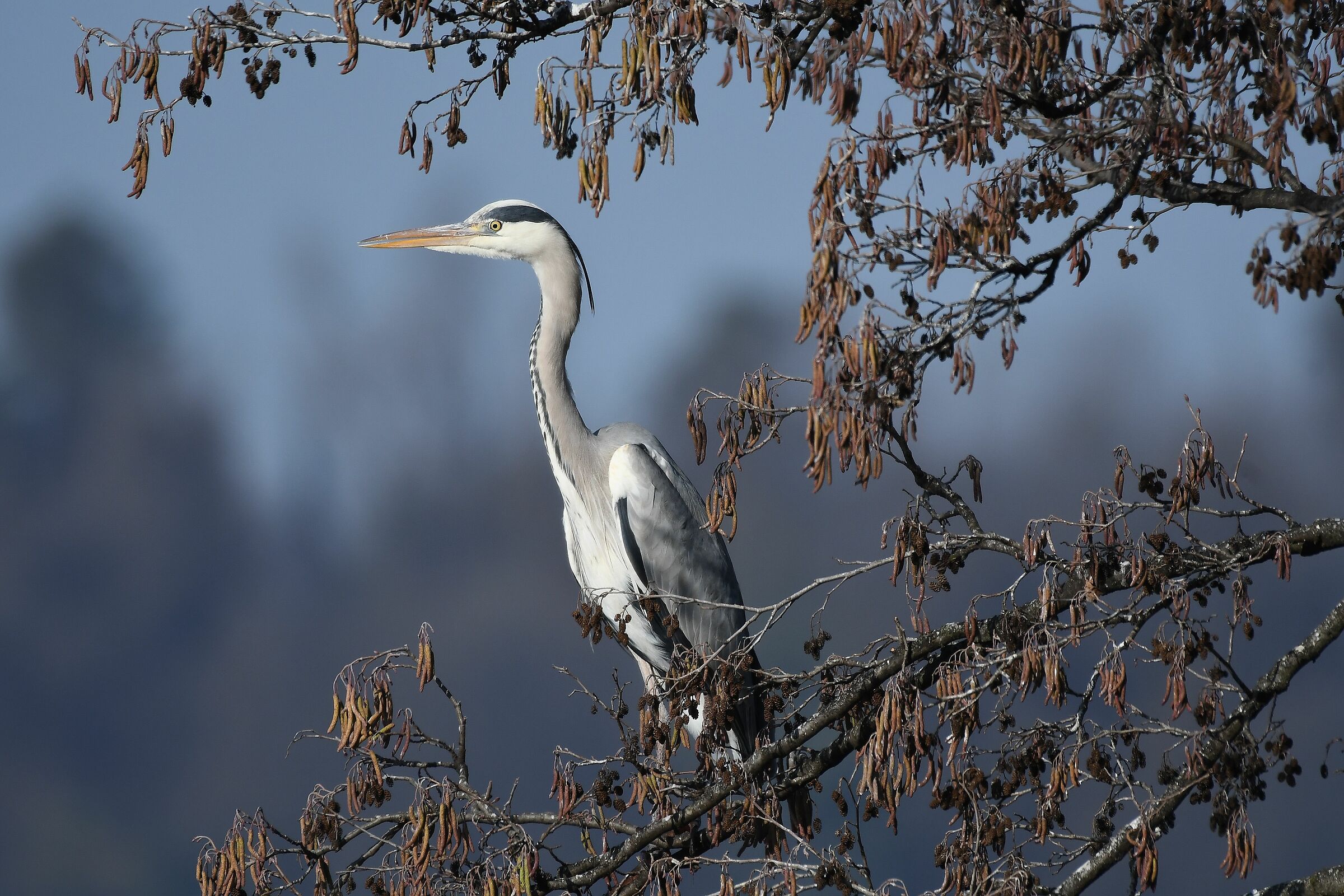 Ardea cinerea