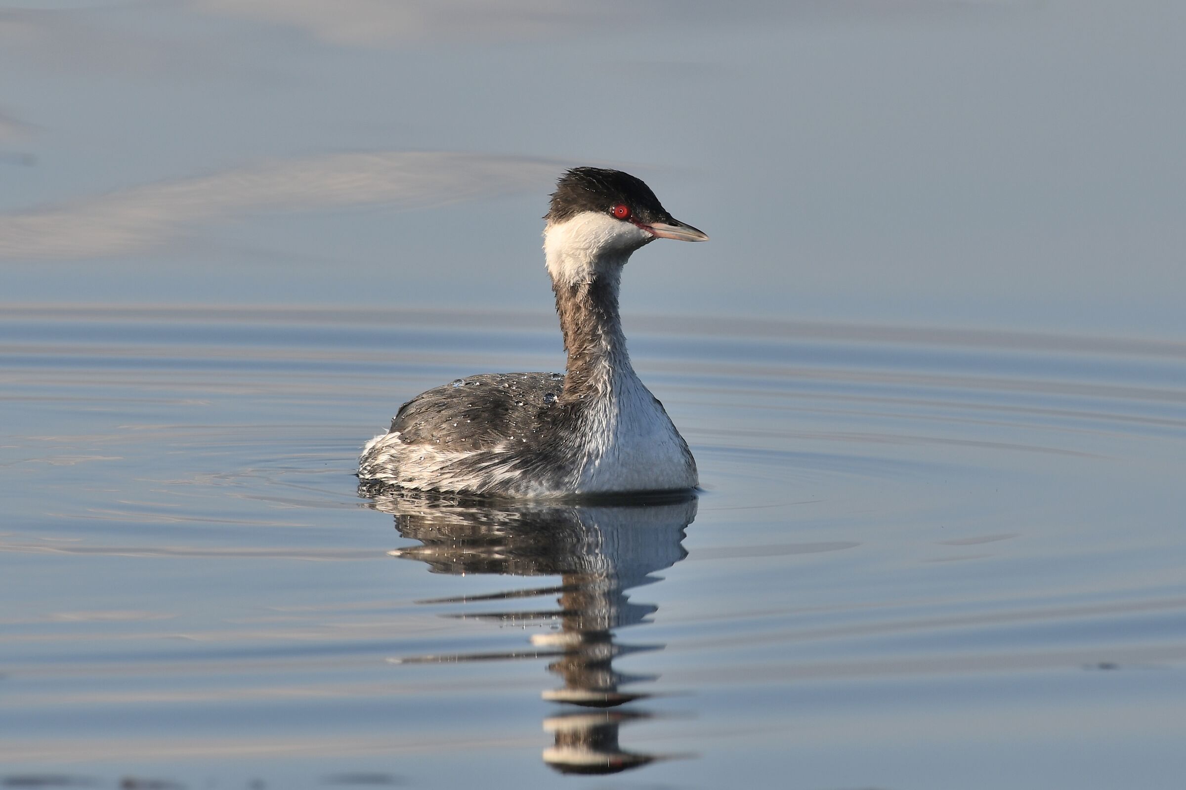 Podiceps auritus