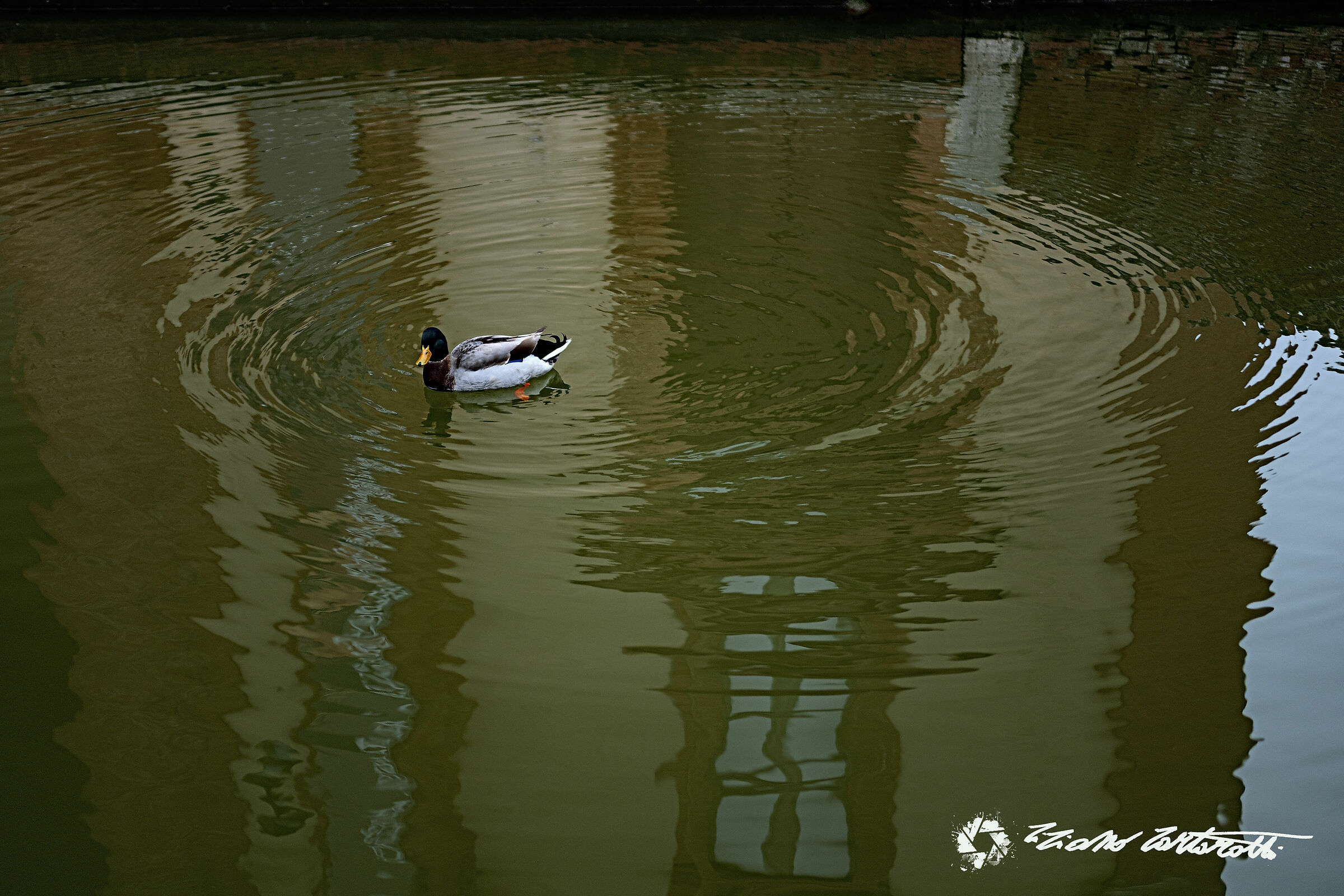 I'm a little like the duck