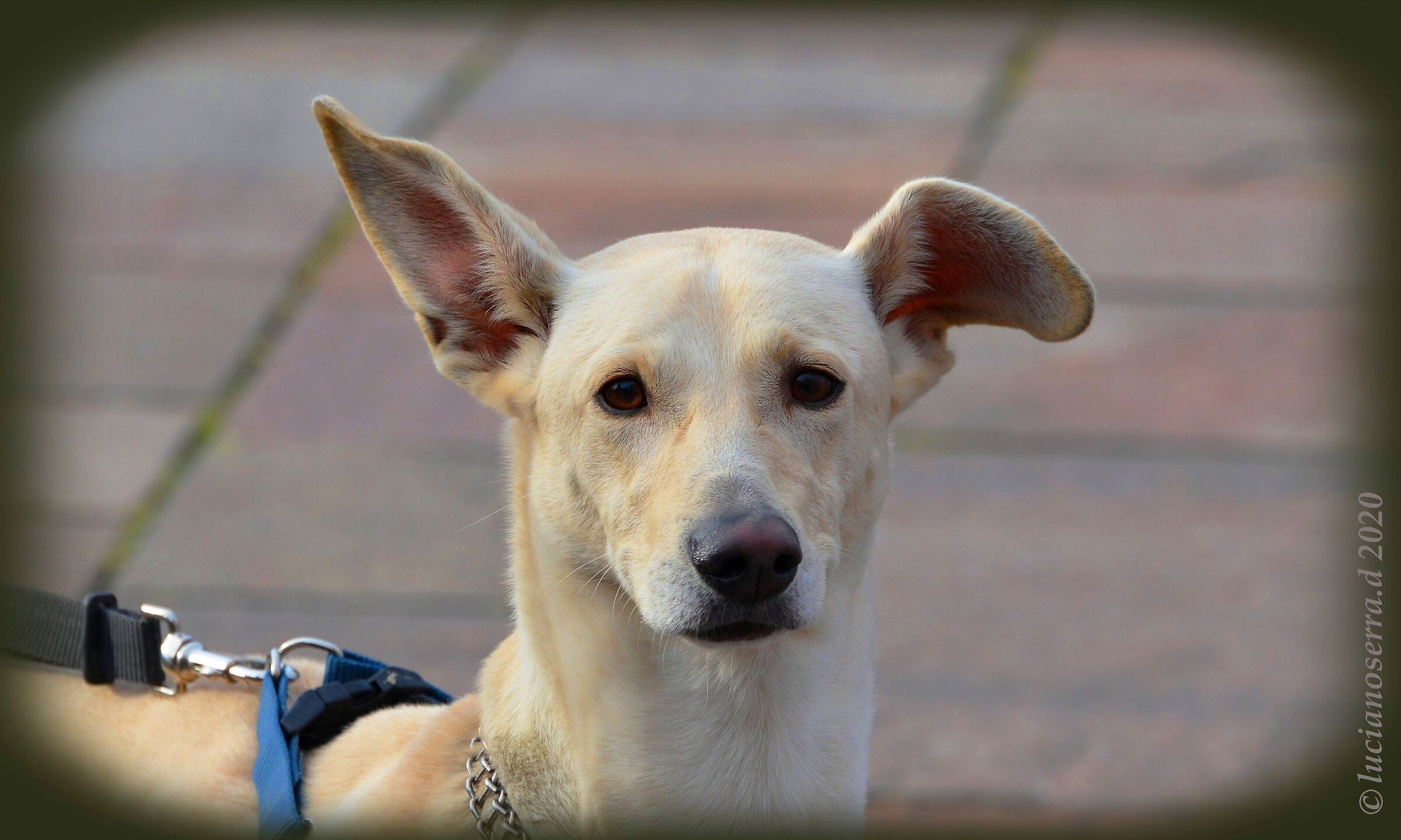 Vengo bene... in fotografia?