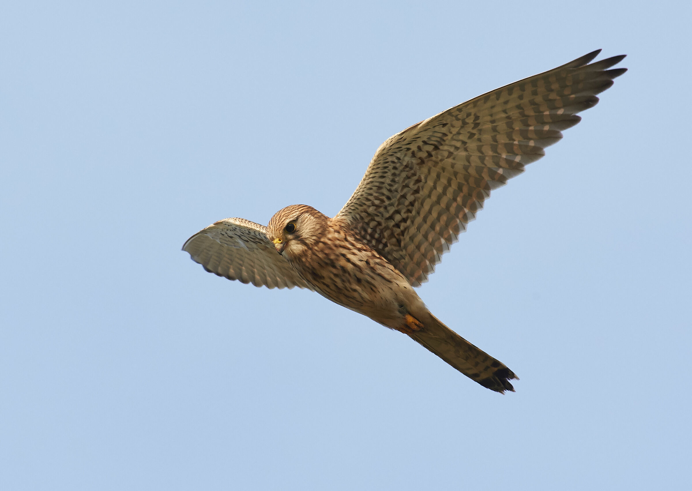 Kestrel europeo