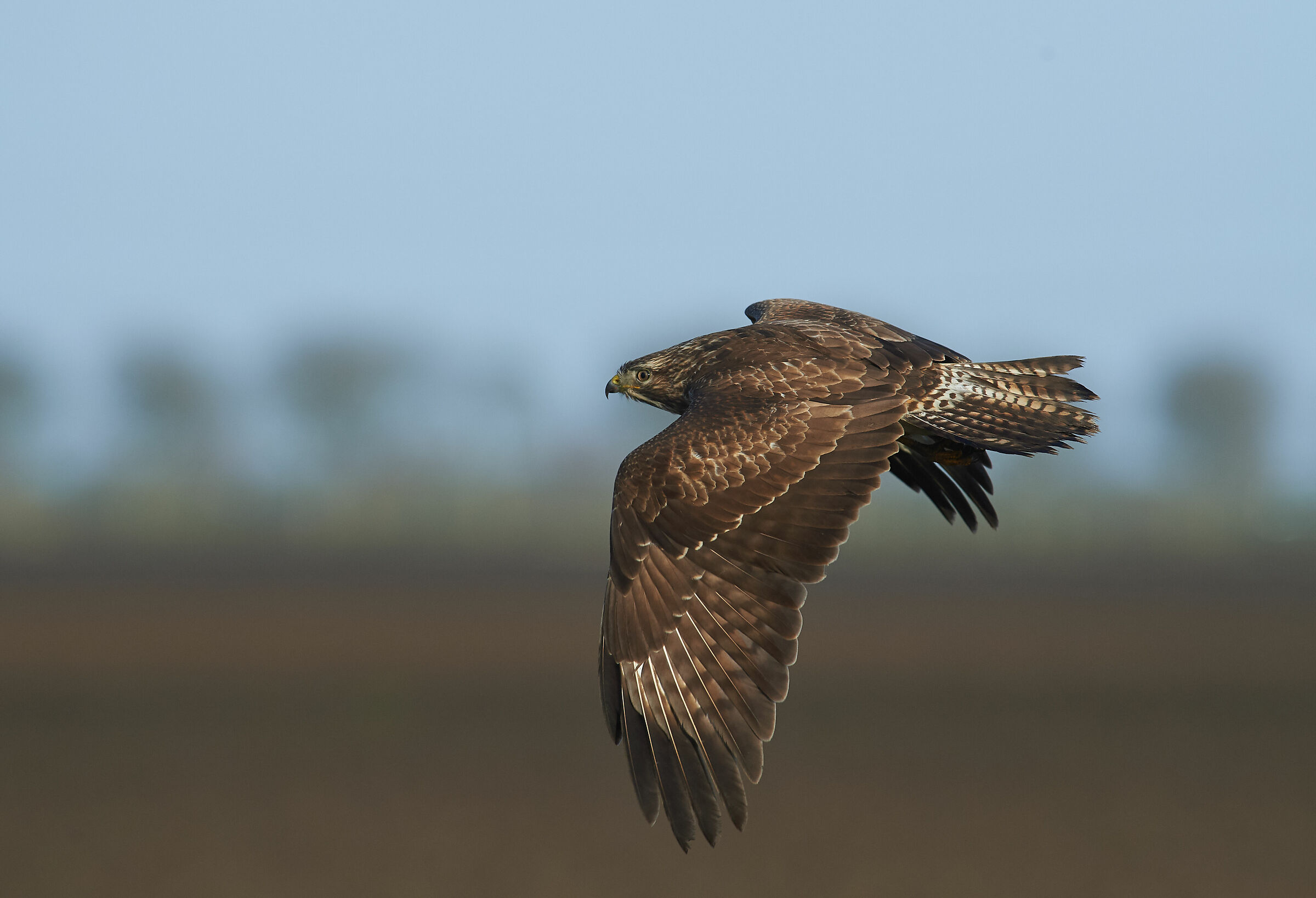 Buzzard comune europeo