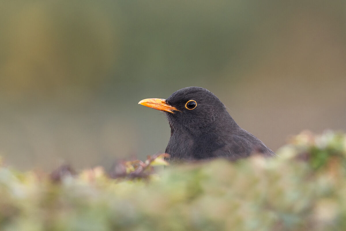 Ritratto di merlo maschio ...