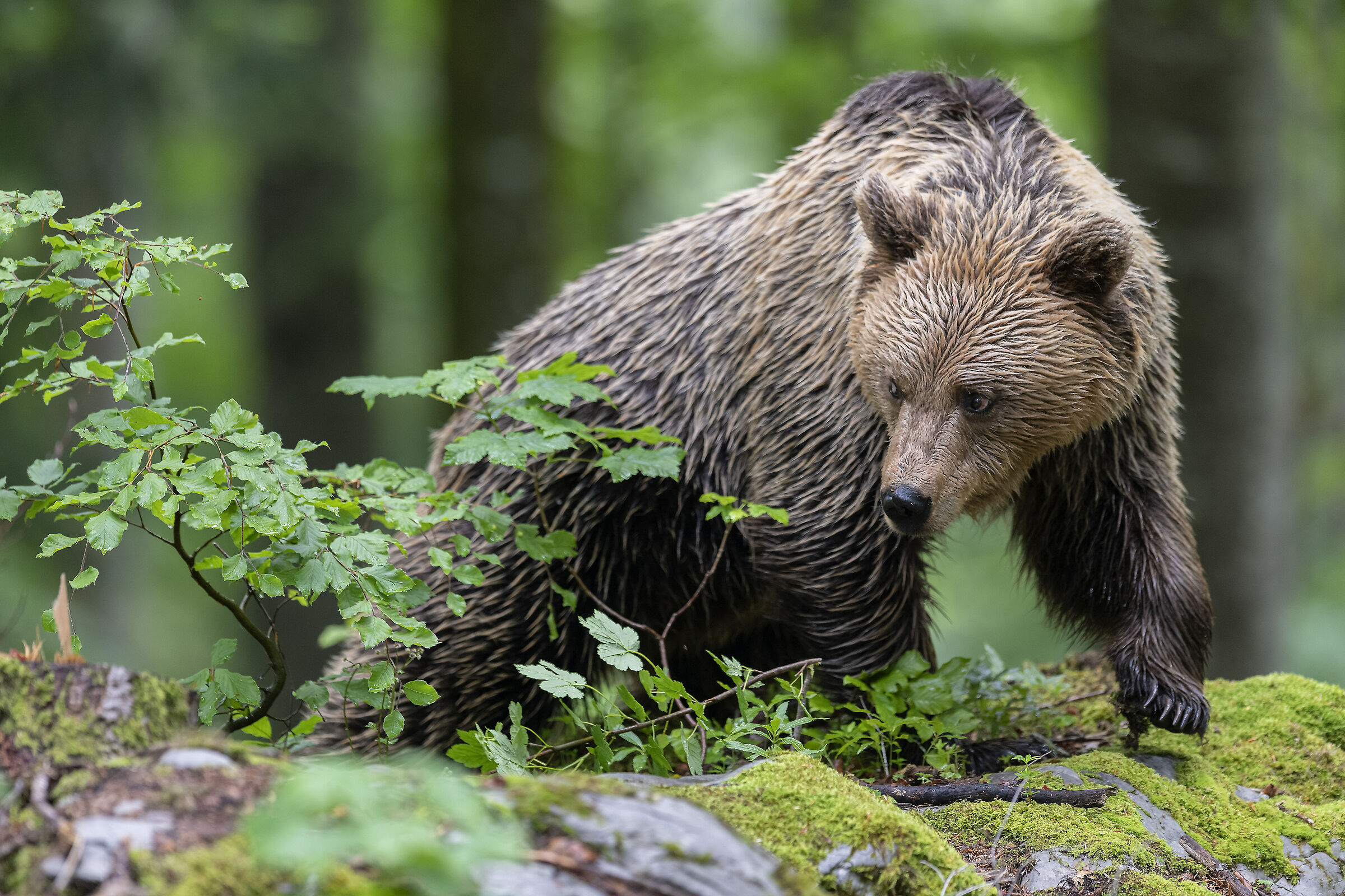 In its natural environment