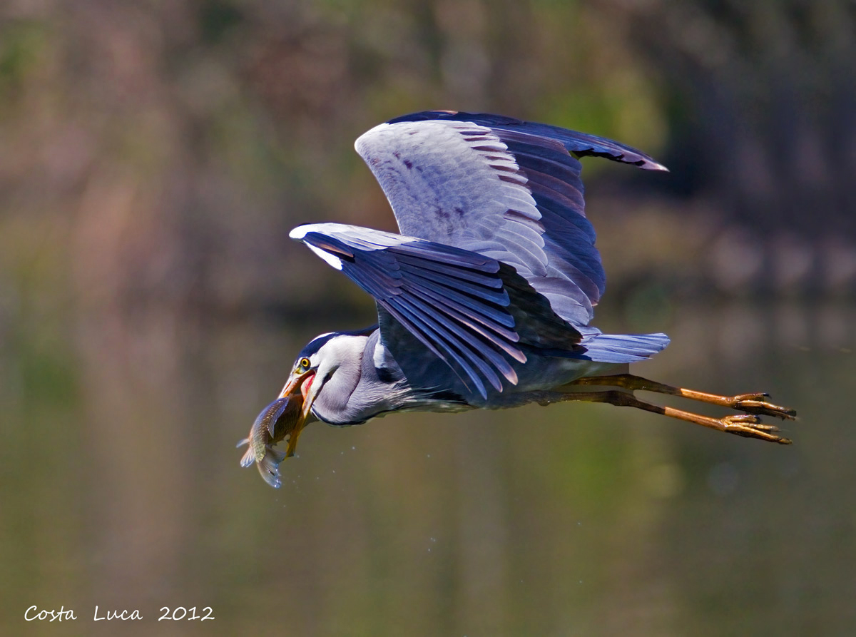 La pesca dell' Airone.