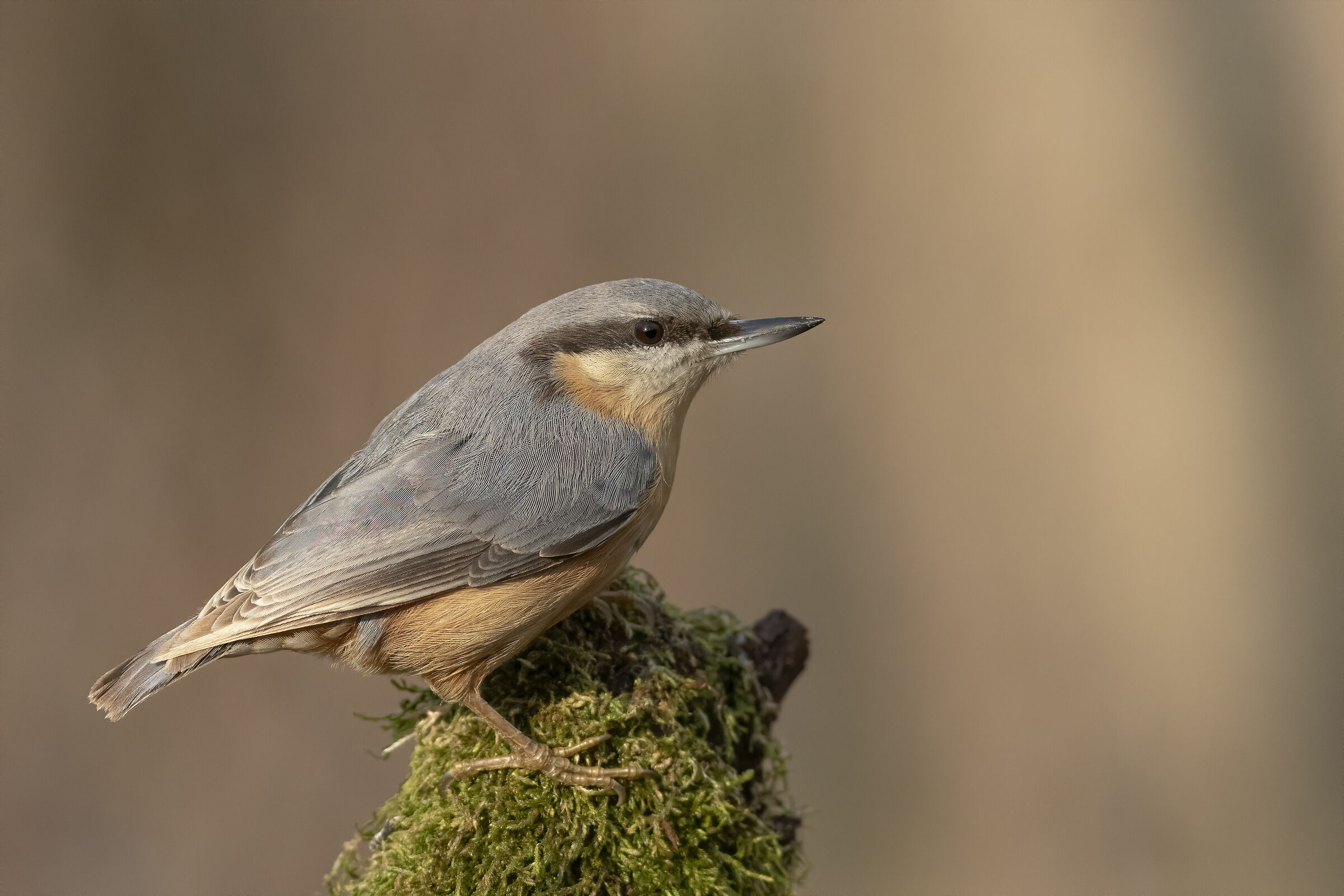 Murator woodpecker (sitta europaea)