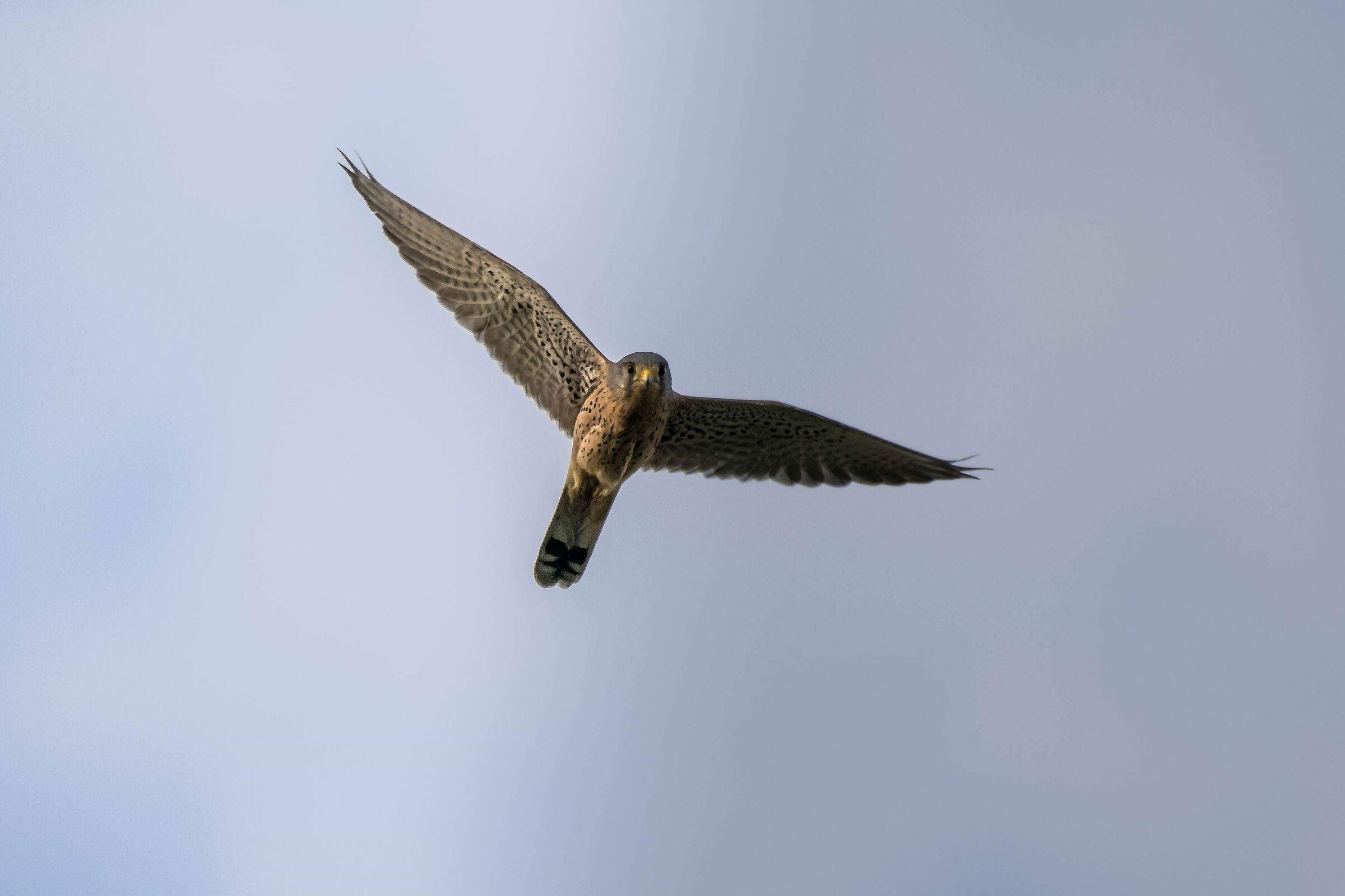 Kestrel