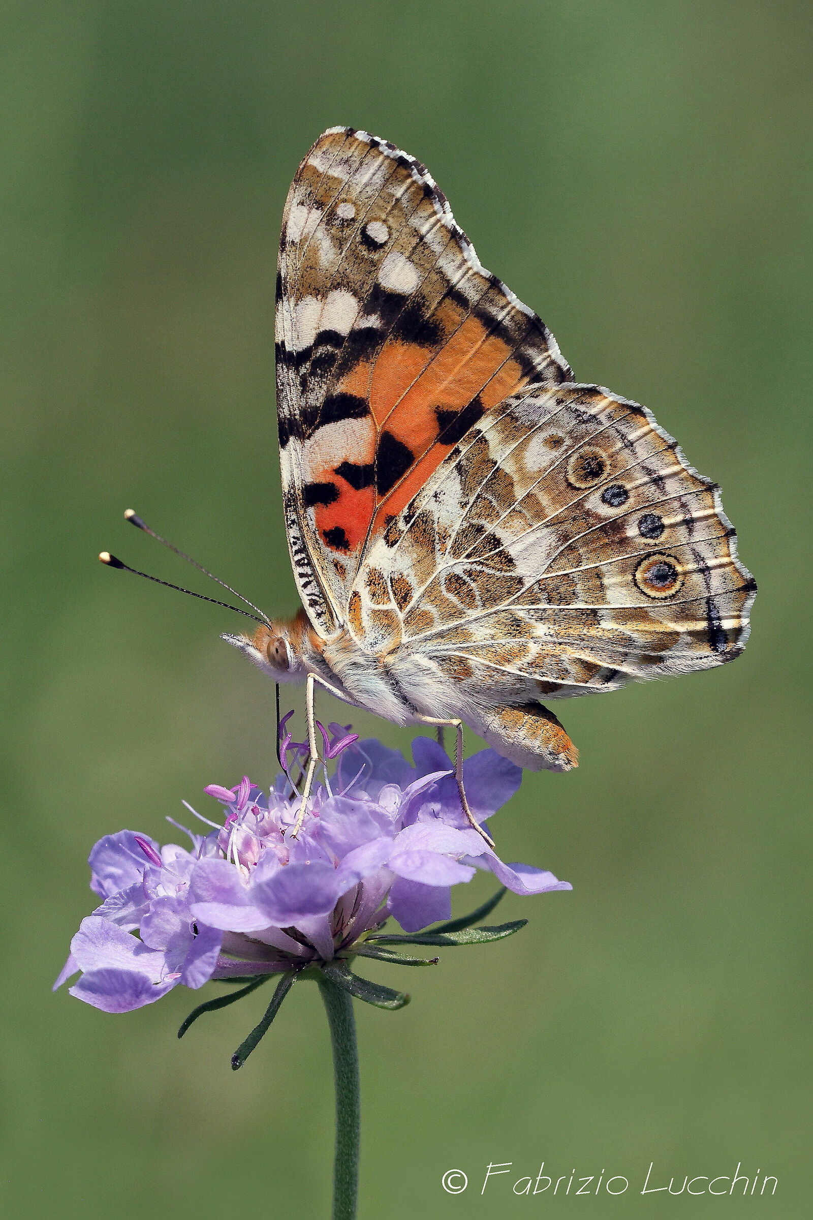 Vanessa del Cardo (Vanessa cardui)