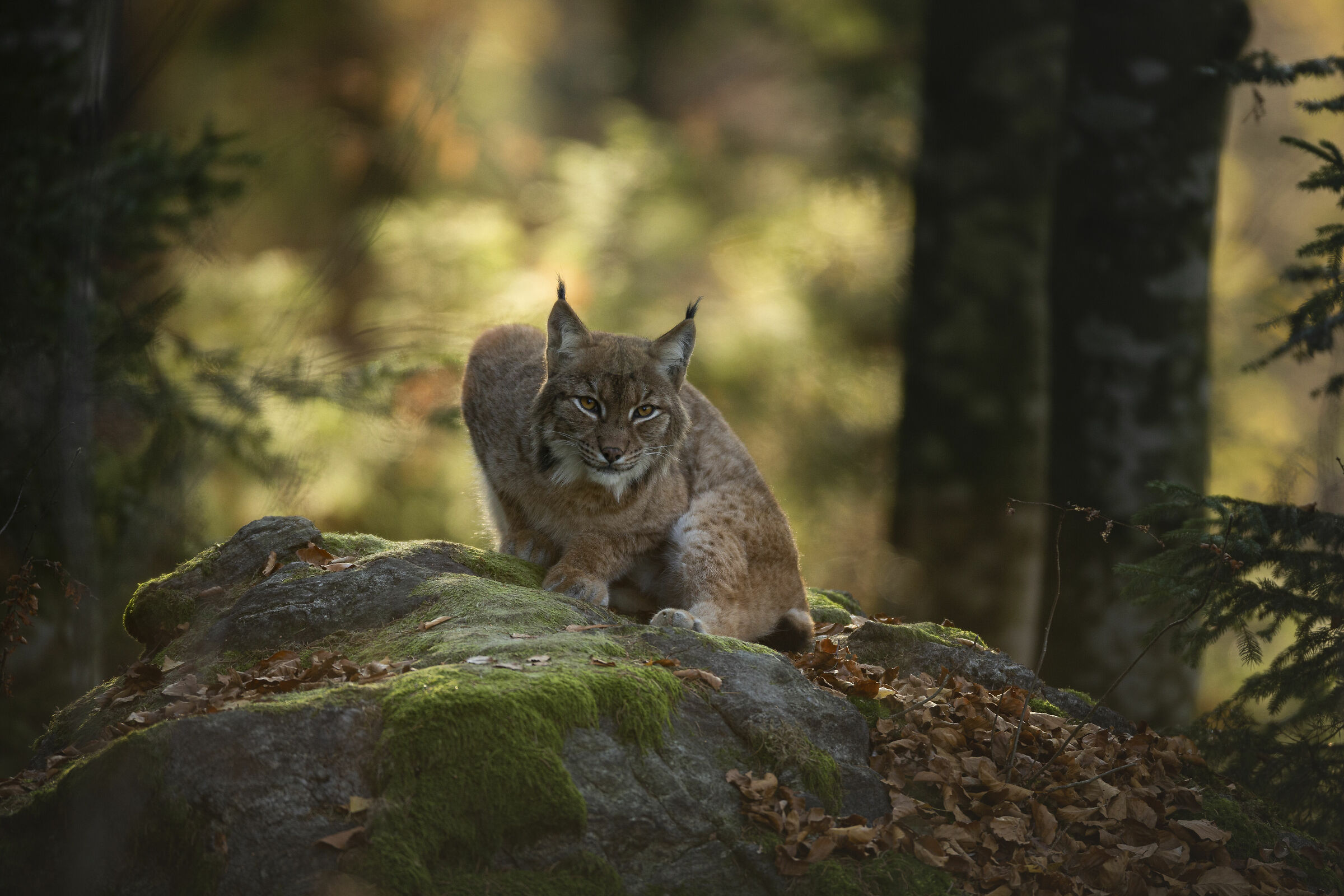 The colors of autumn