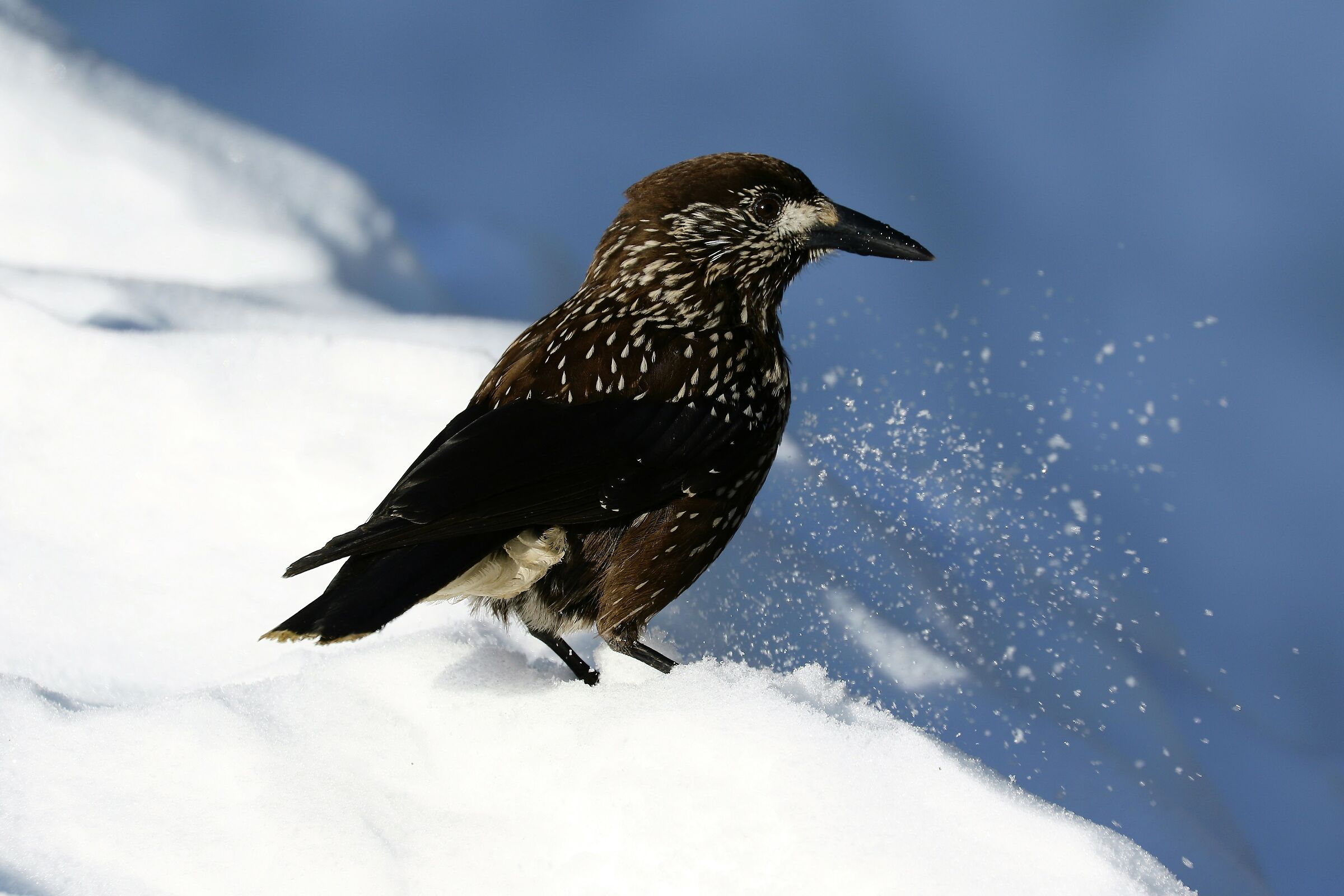 La Nocciolaia. (Nucifraga caryocatactes)