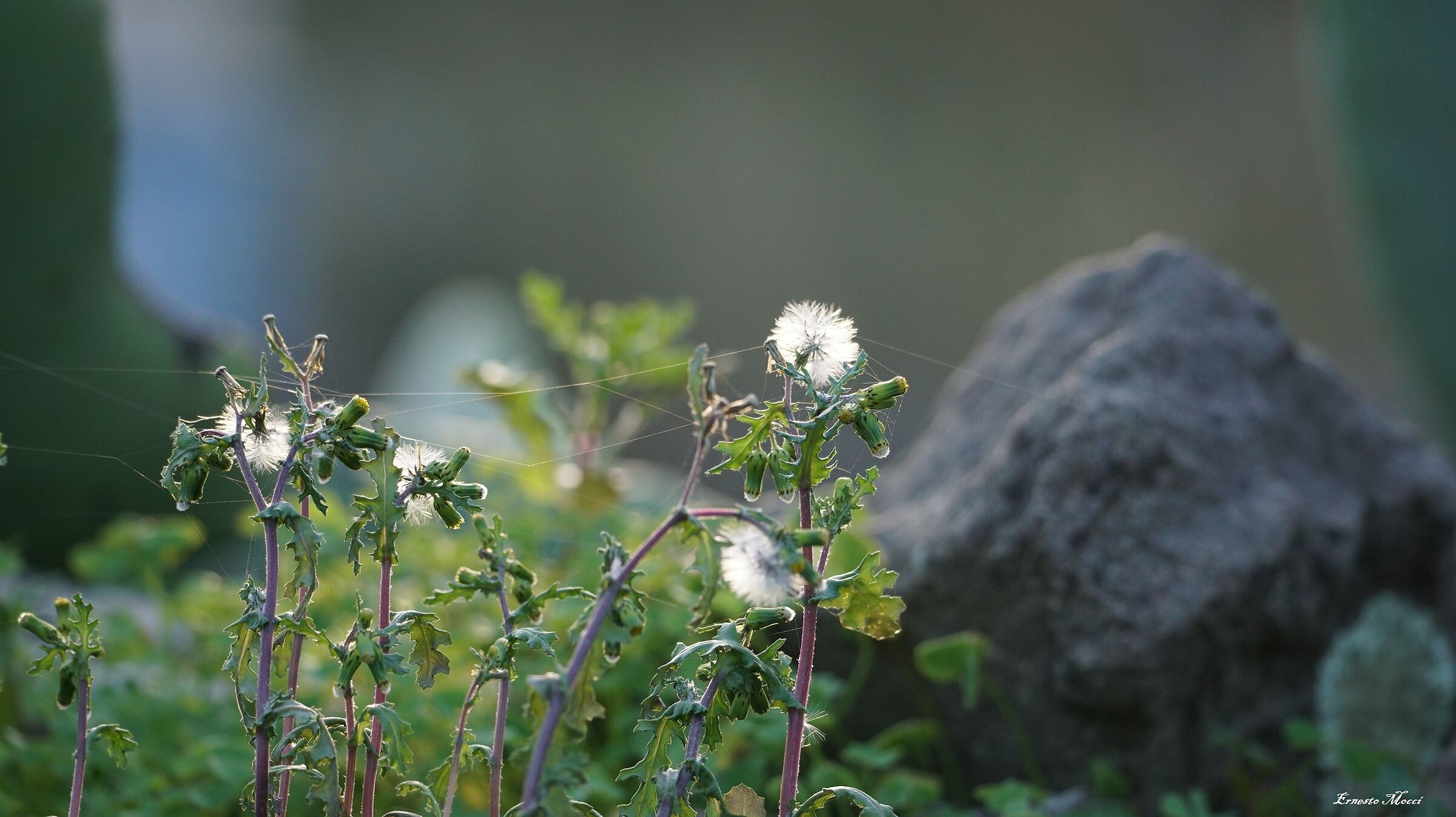 Fragility Tied to a Wire and Fears (Difficult)