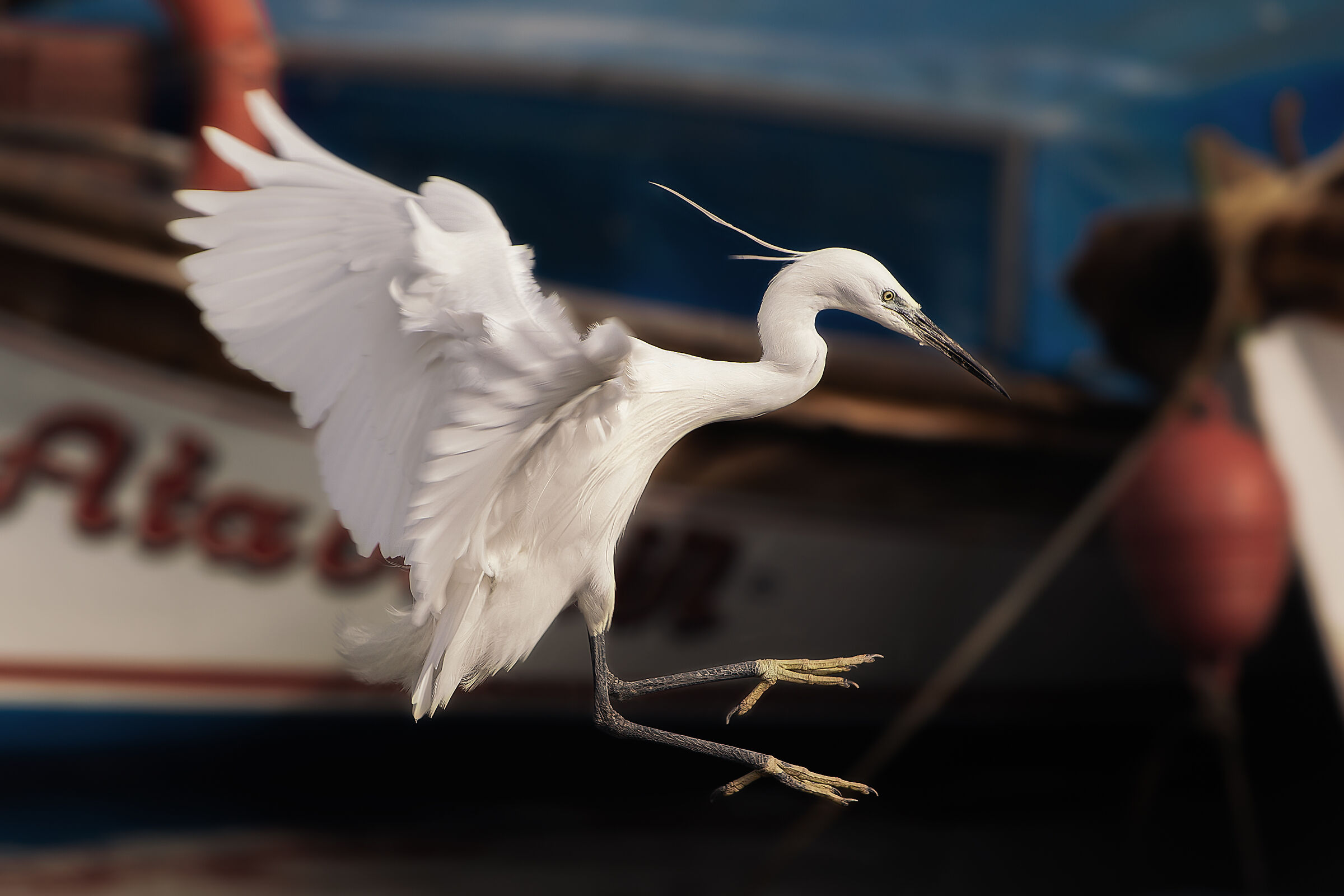 Snowy Egret in Flight