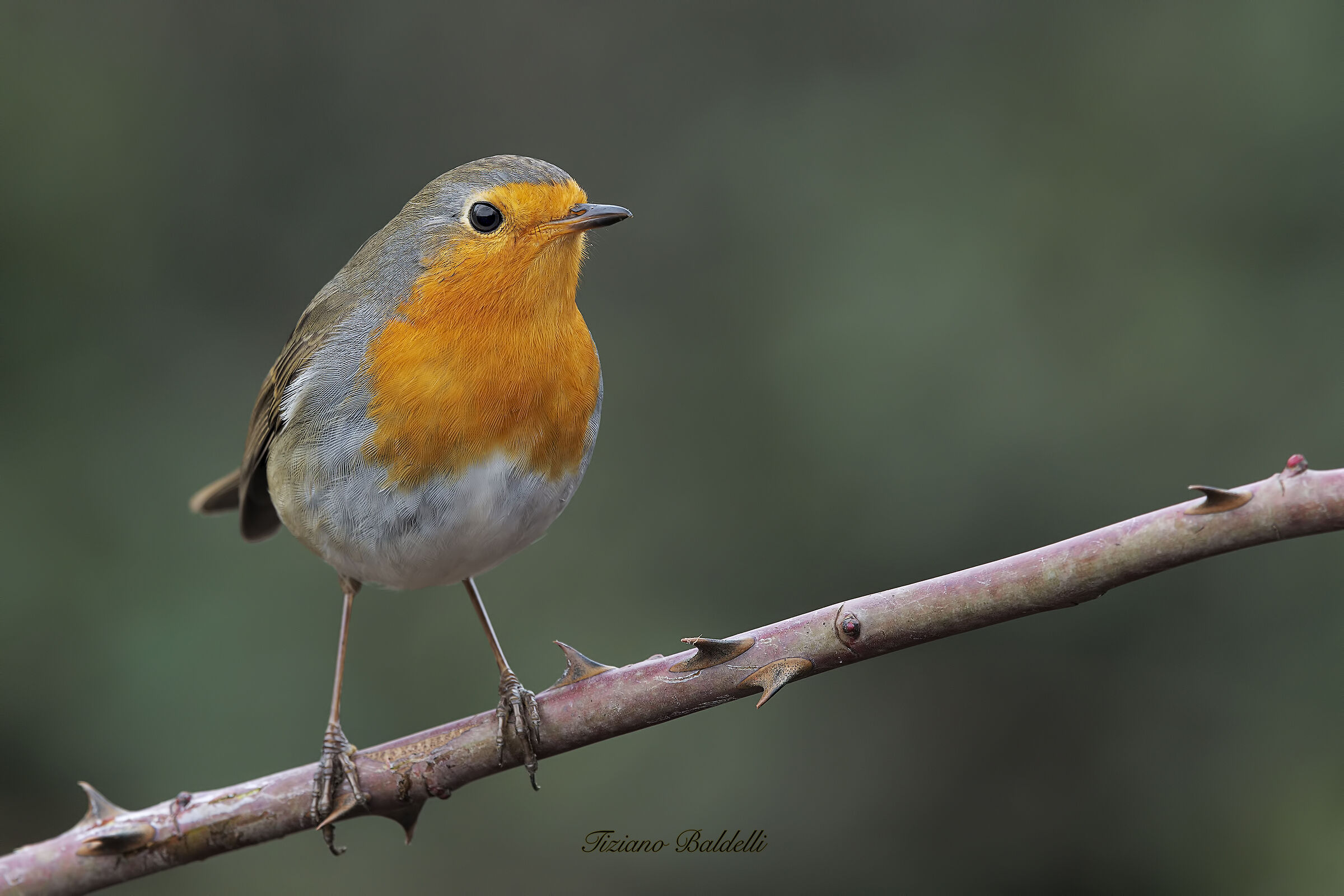 Robin
