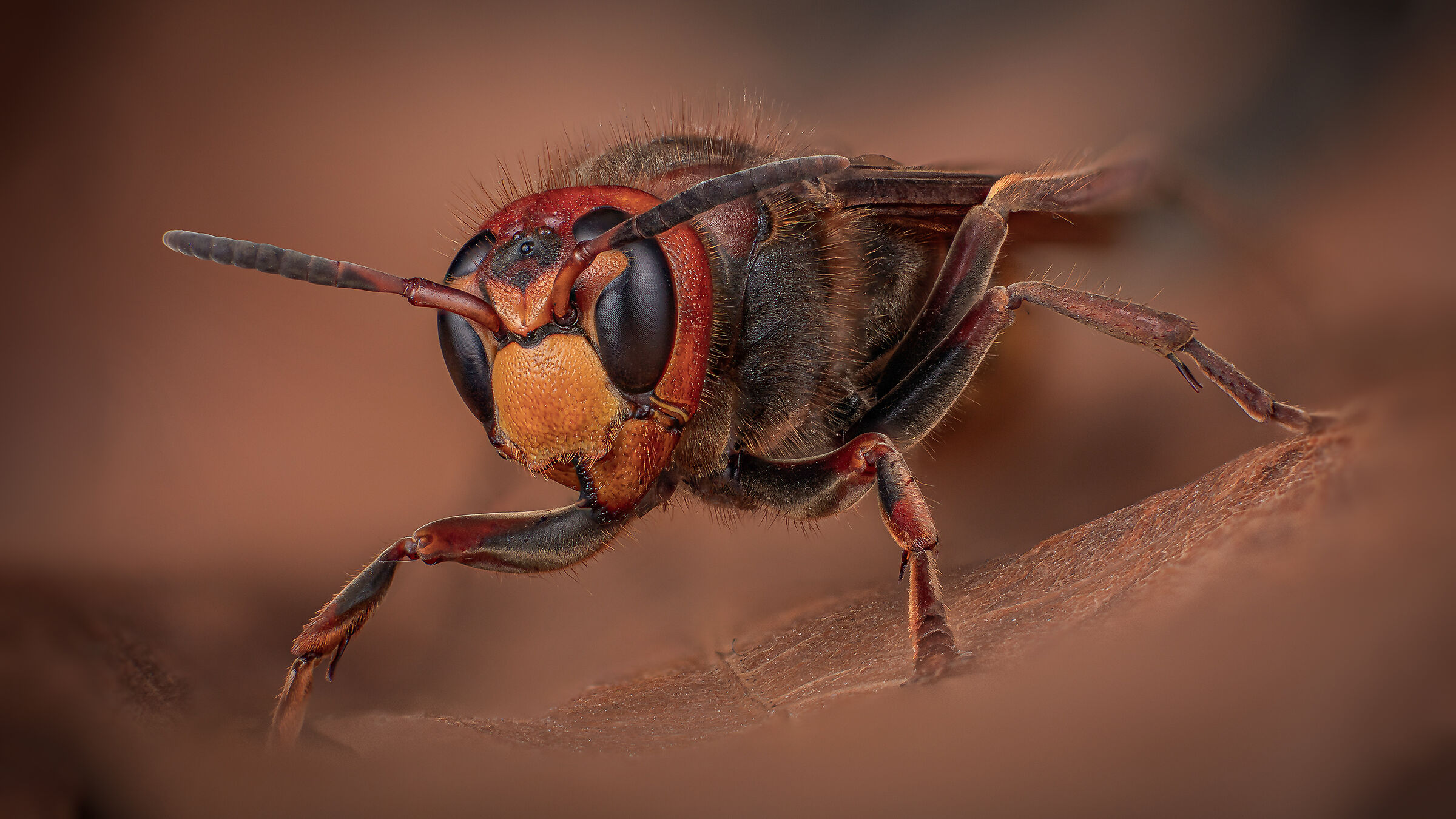 Vespa crabro