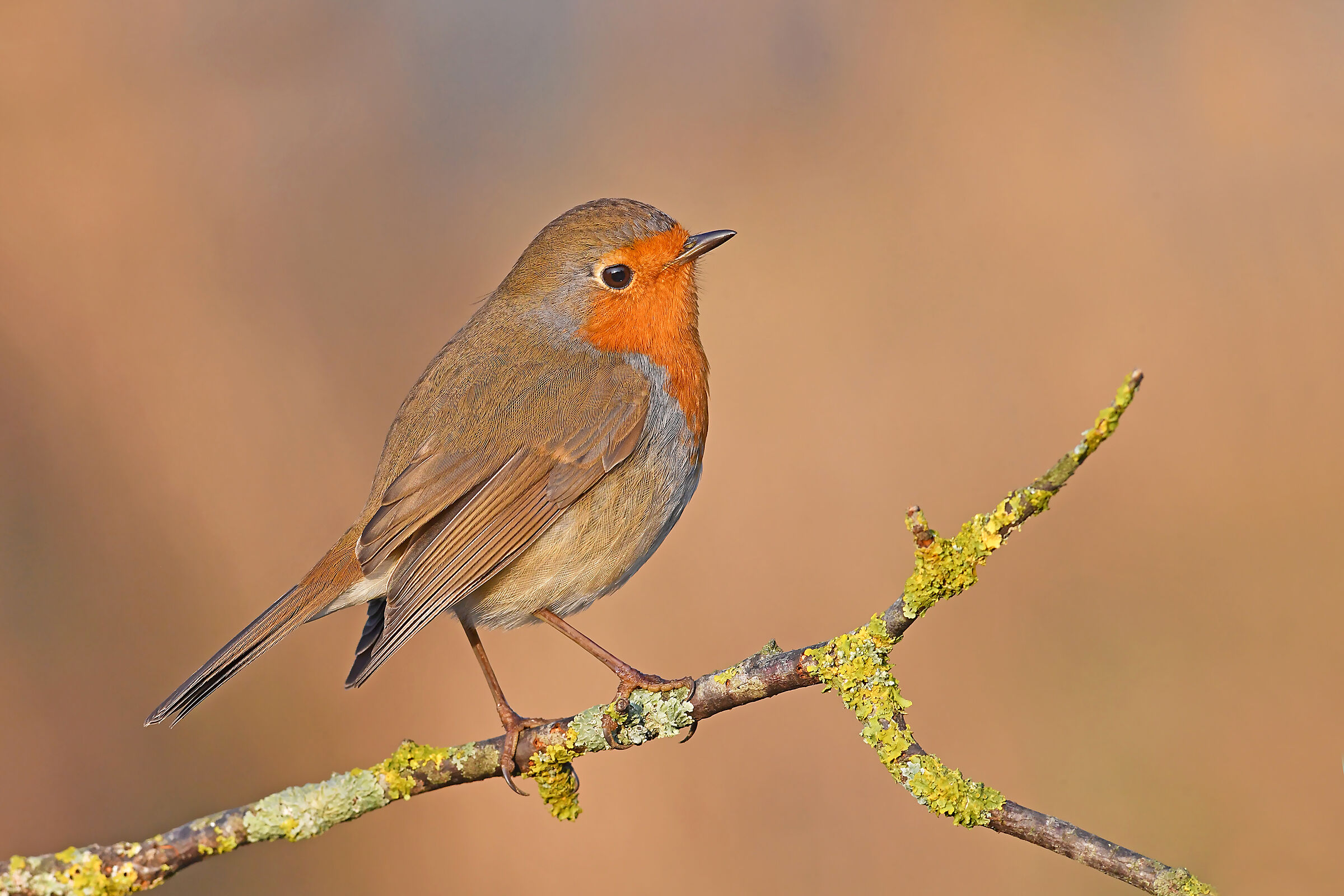 Storie di piume  6  ( Pettirosso )