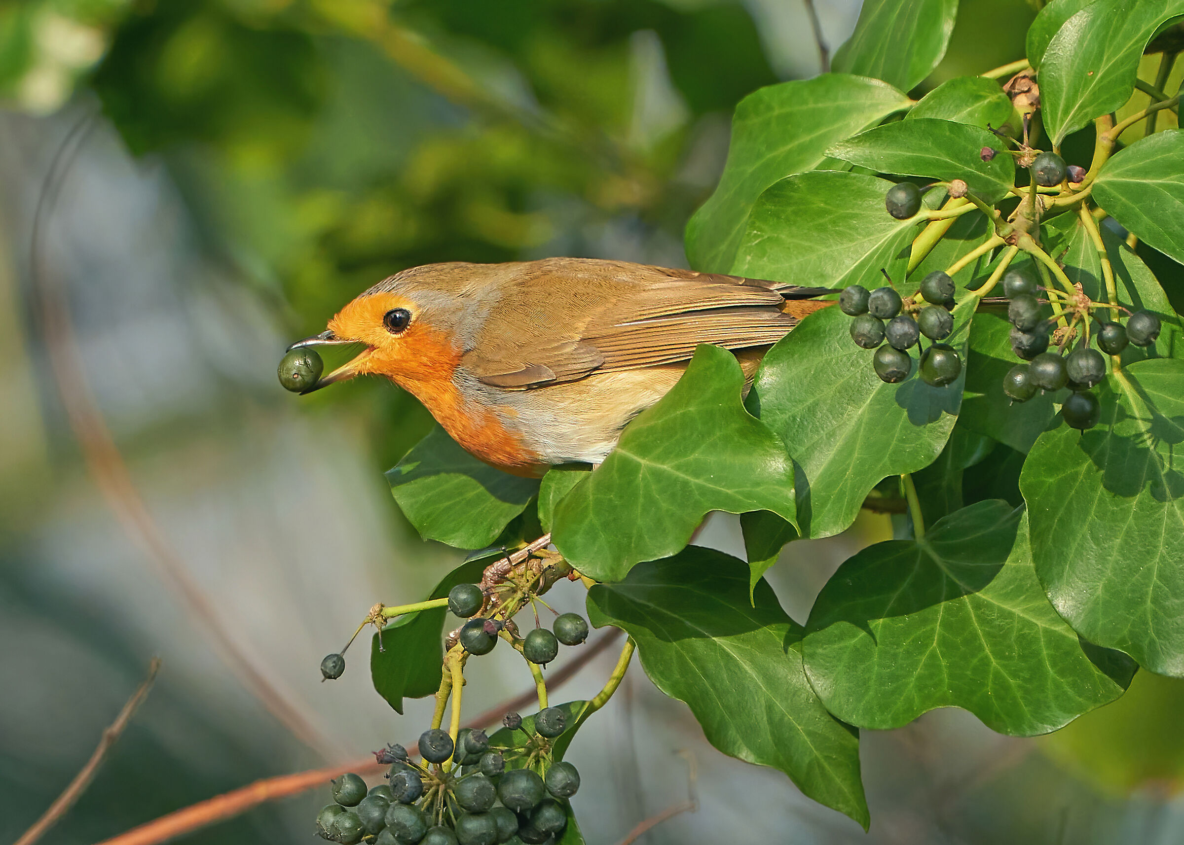 Pettirosso al pasto bacche di Edera
